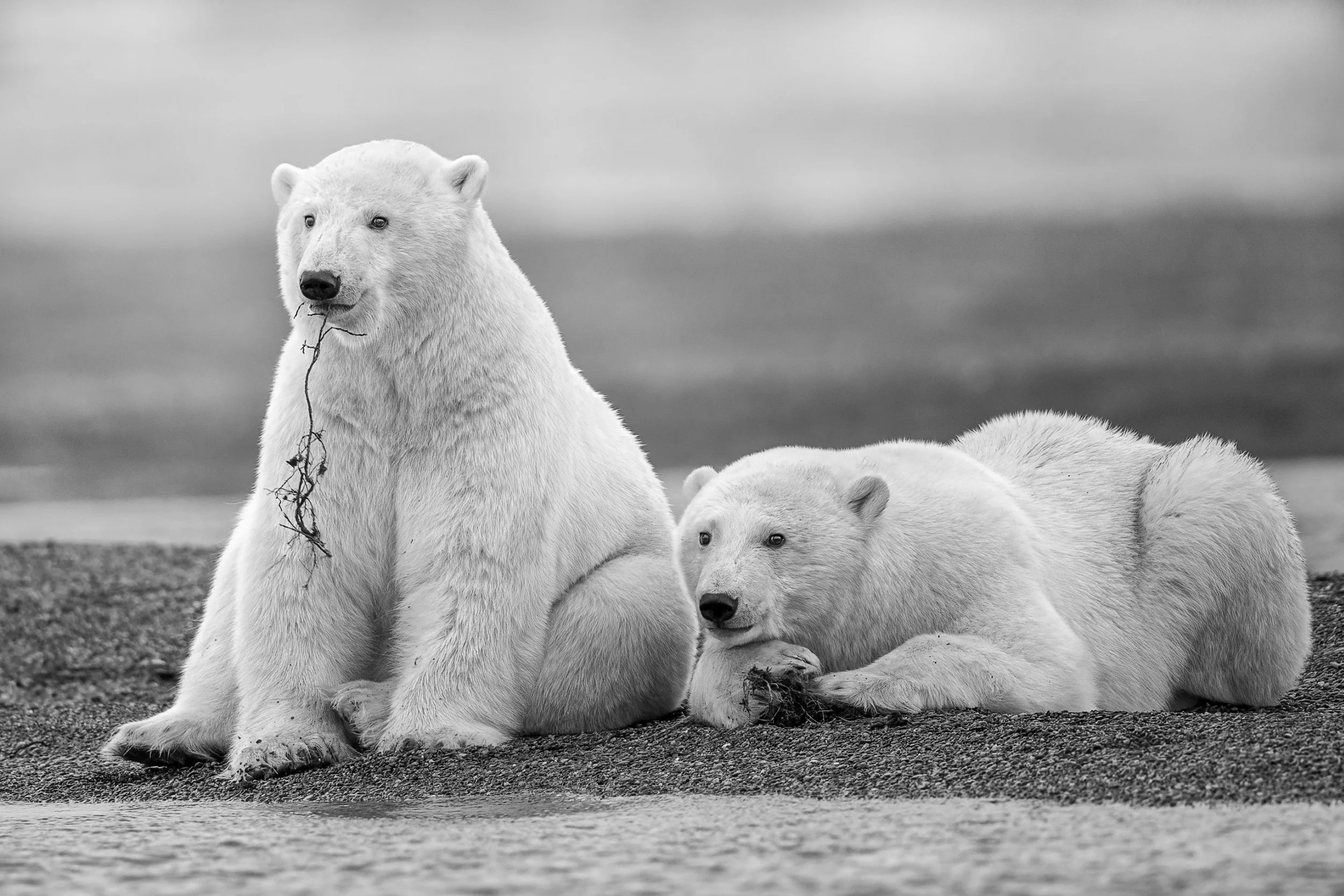 blackandwhitepolarbears.jpg