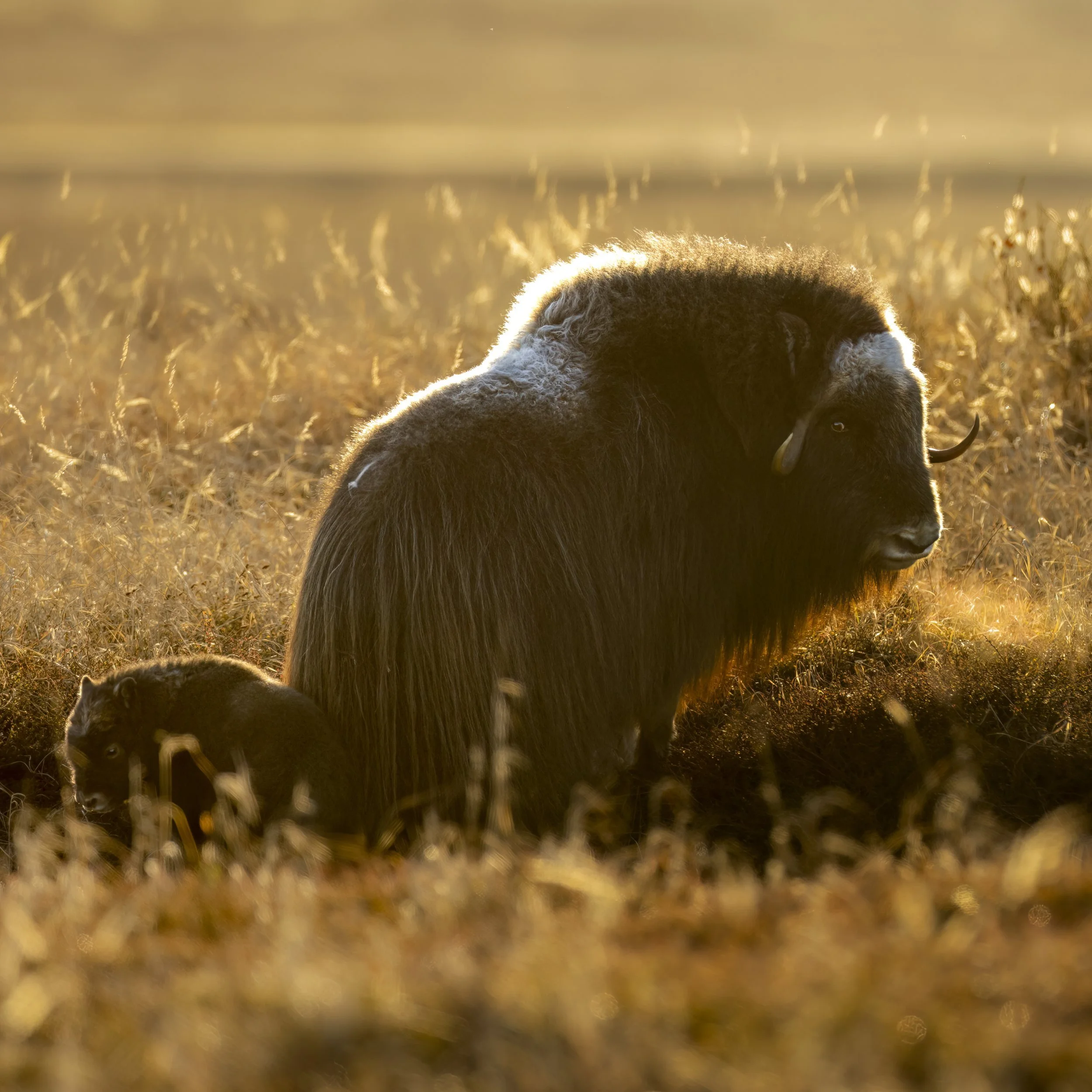 muskoxwithcalfsunset.jpg
