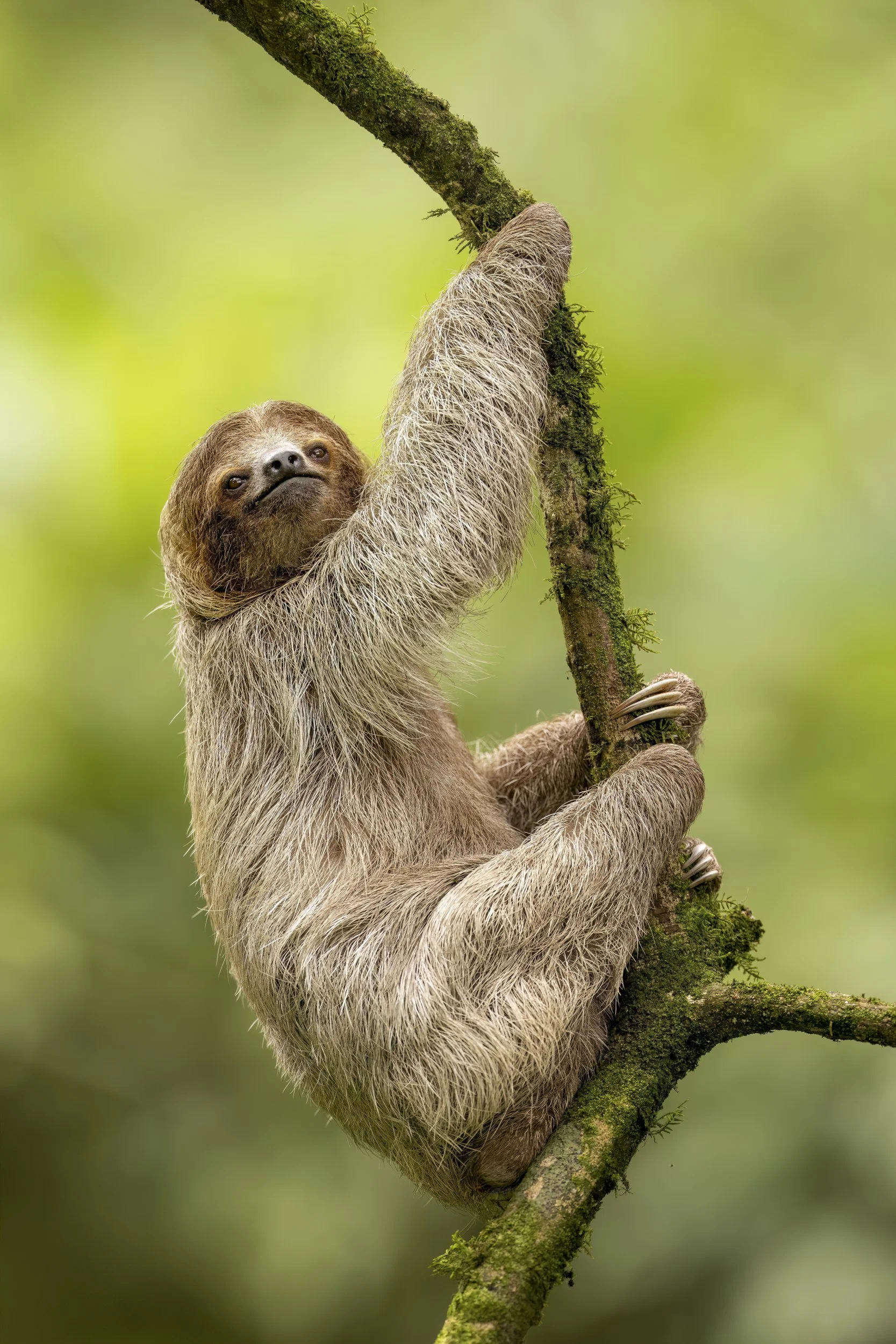 sloth2.jpg