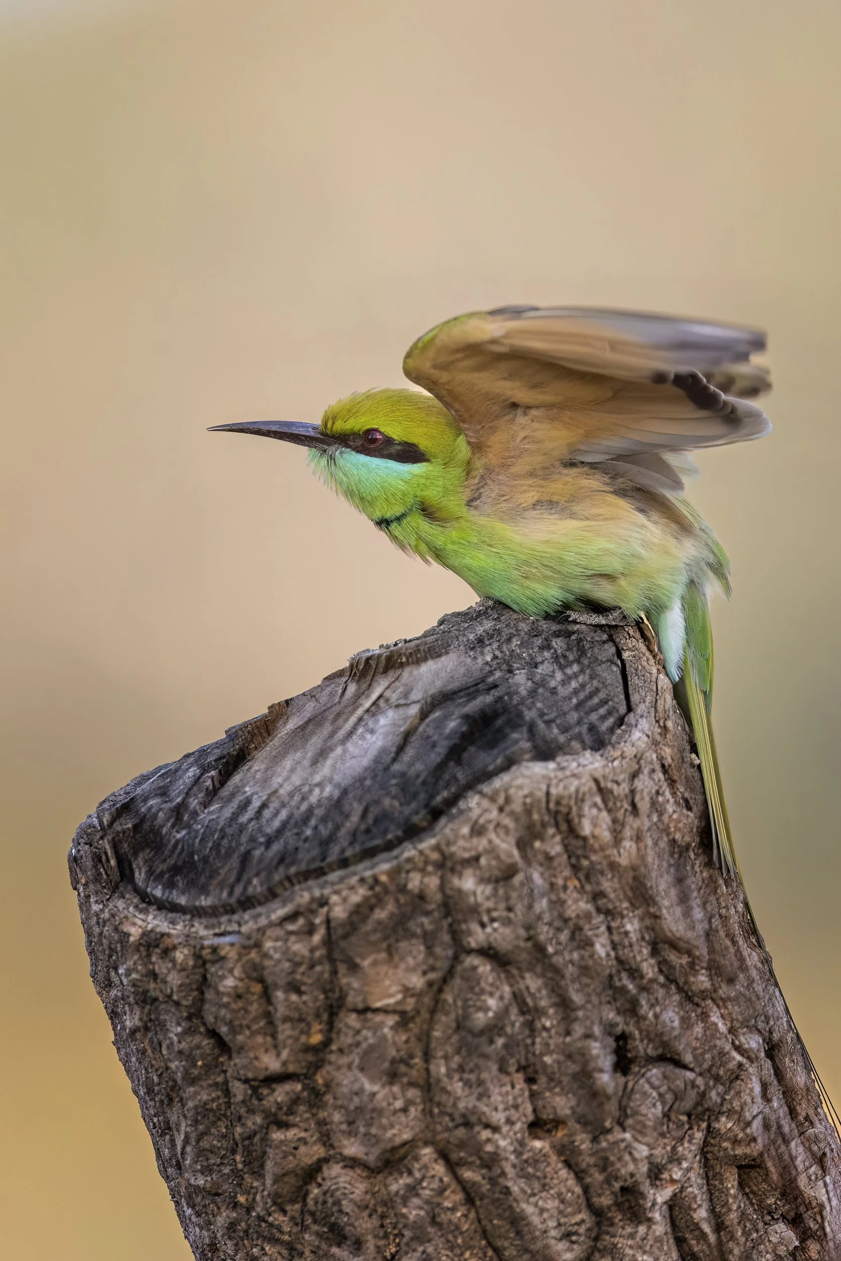beeeater1.jpg