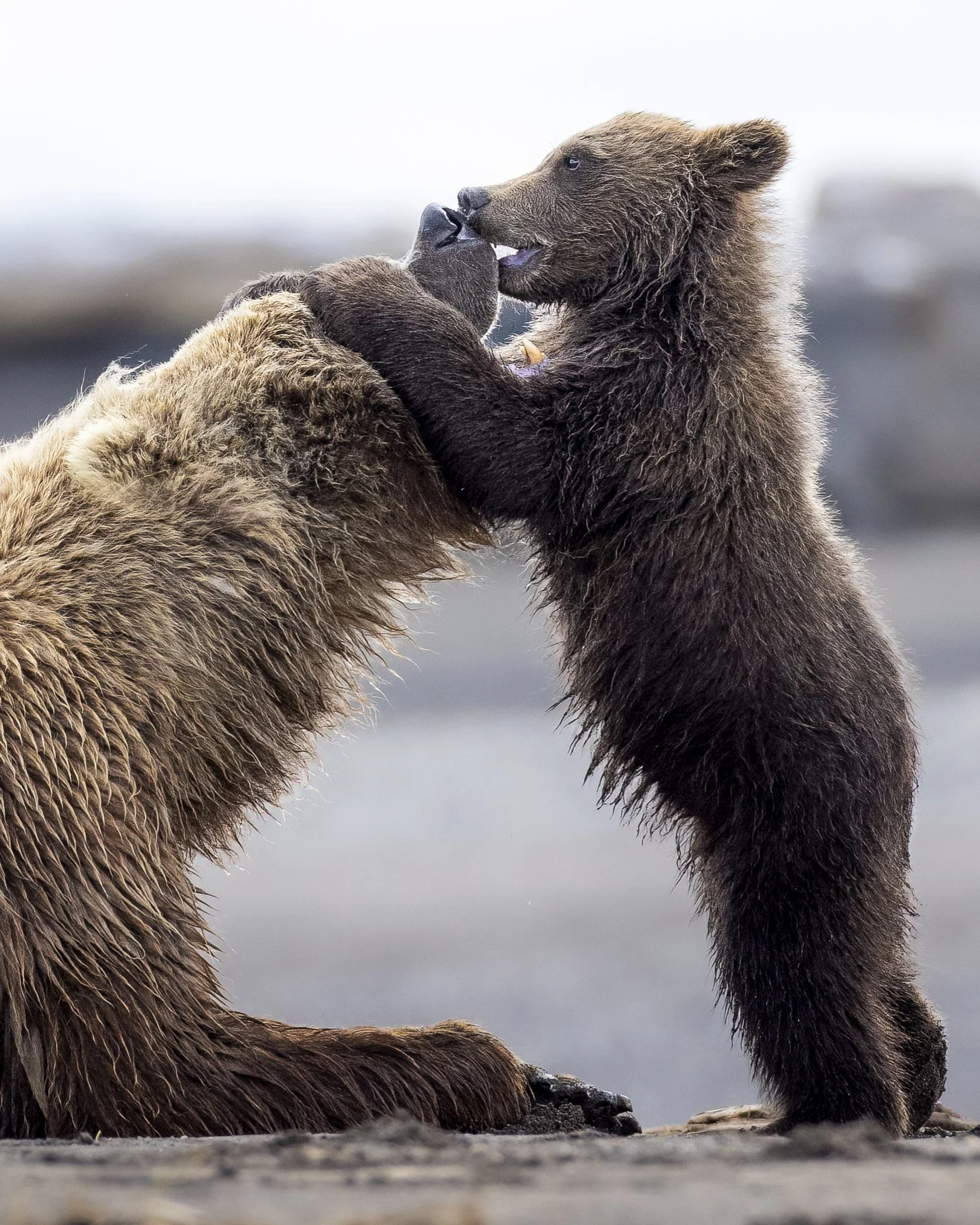 bearkiss.jpg