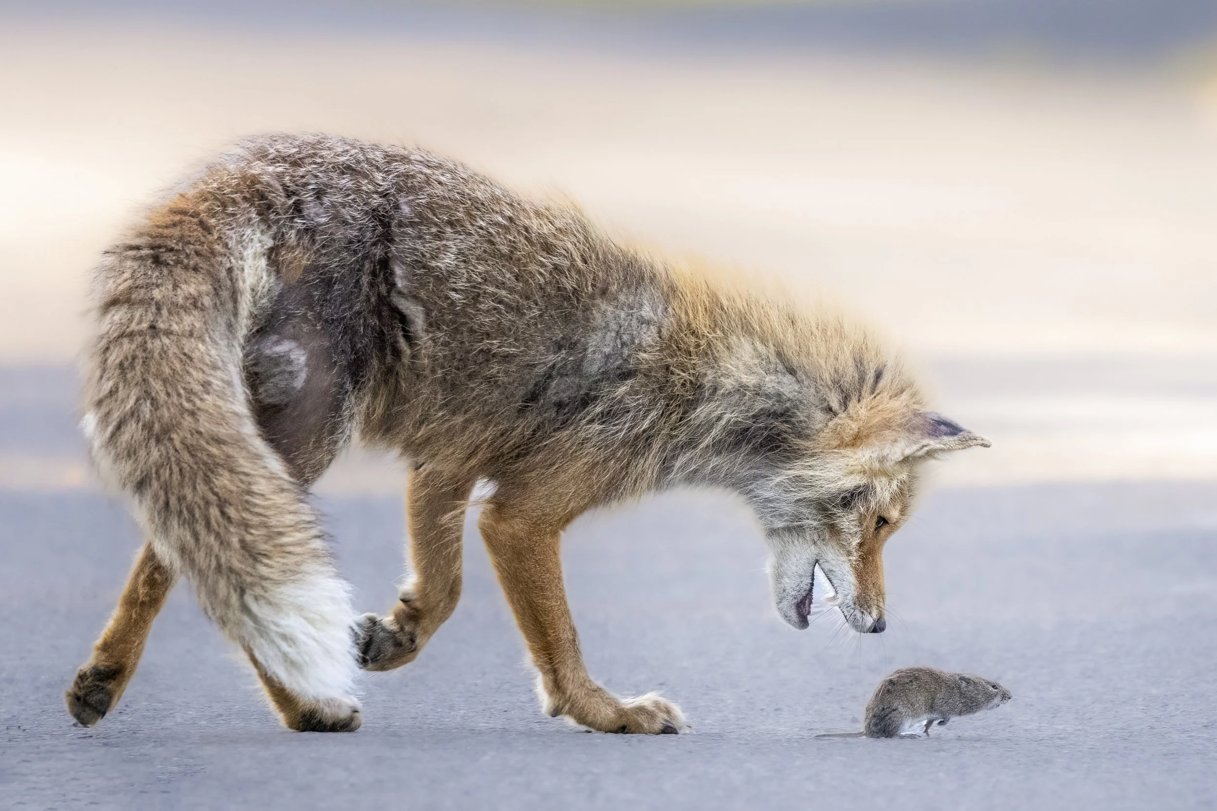 foxwithvole.jpg