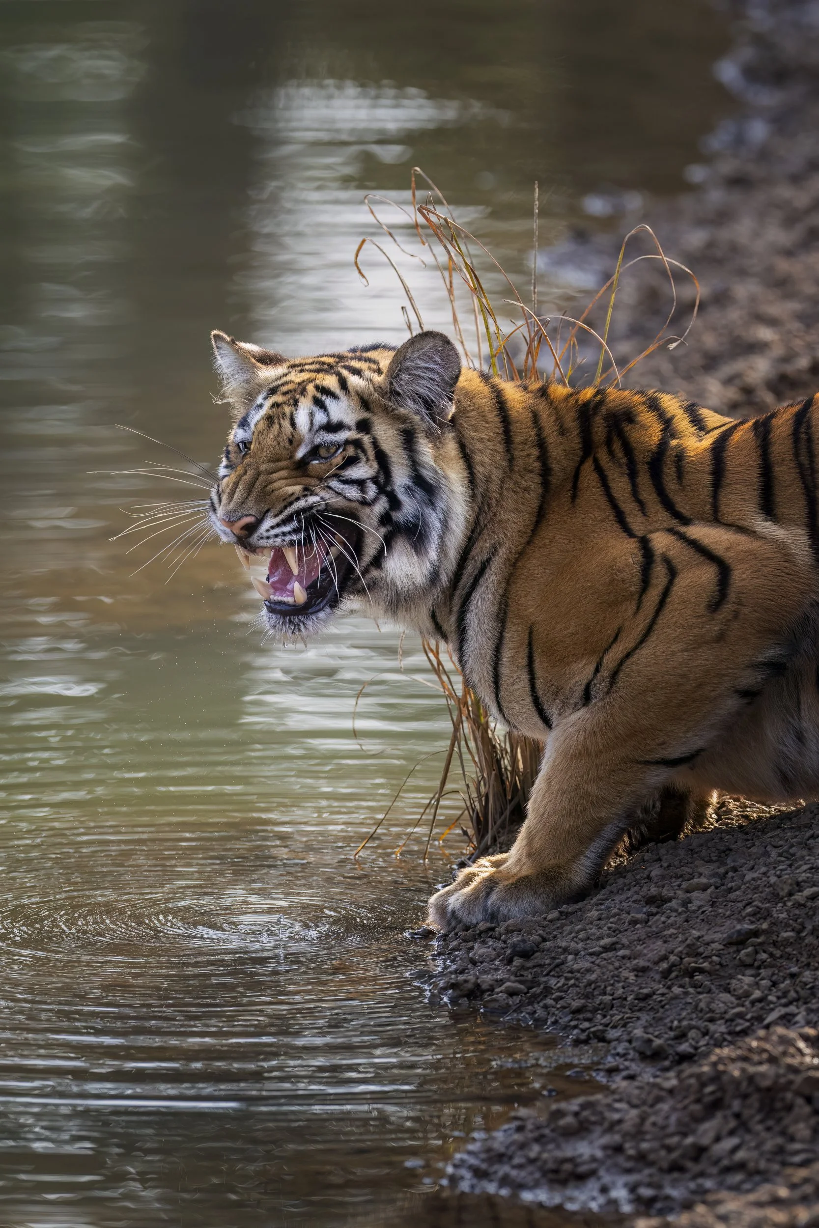 snarltiger.jpg