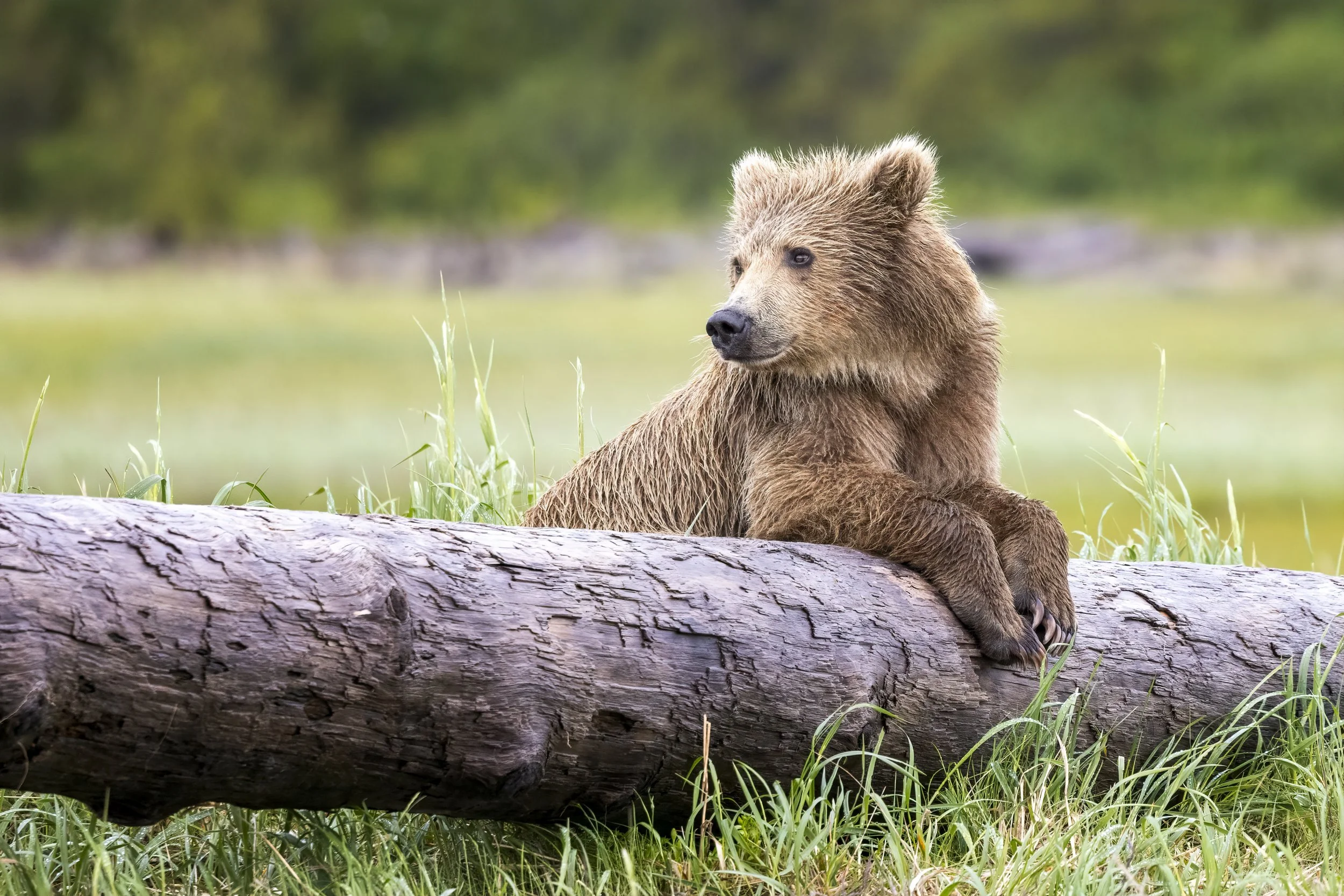 logbear.jpg