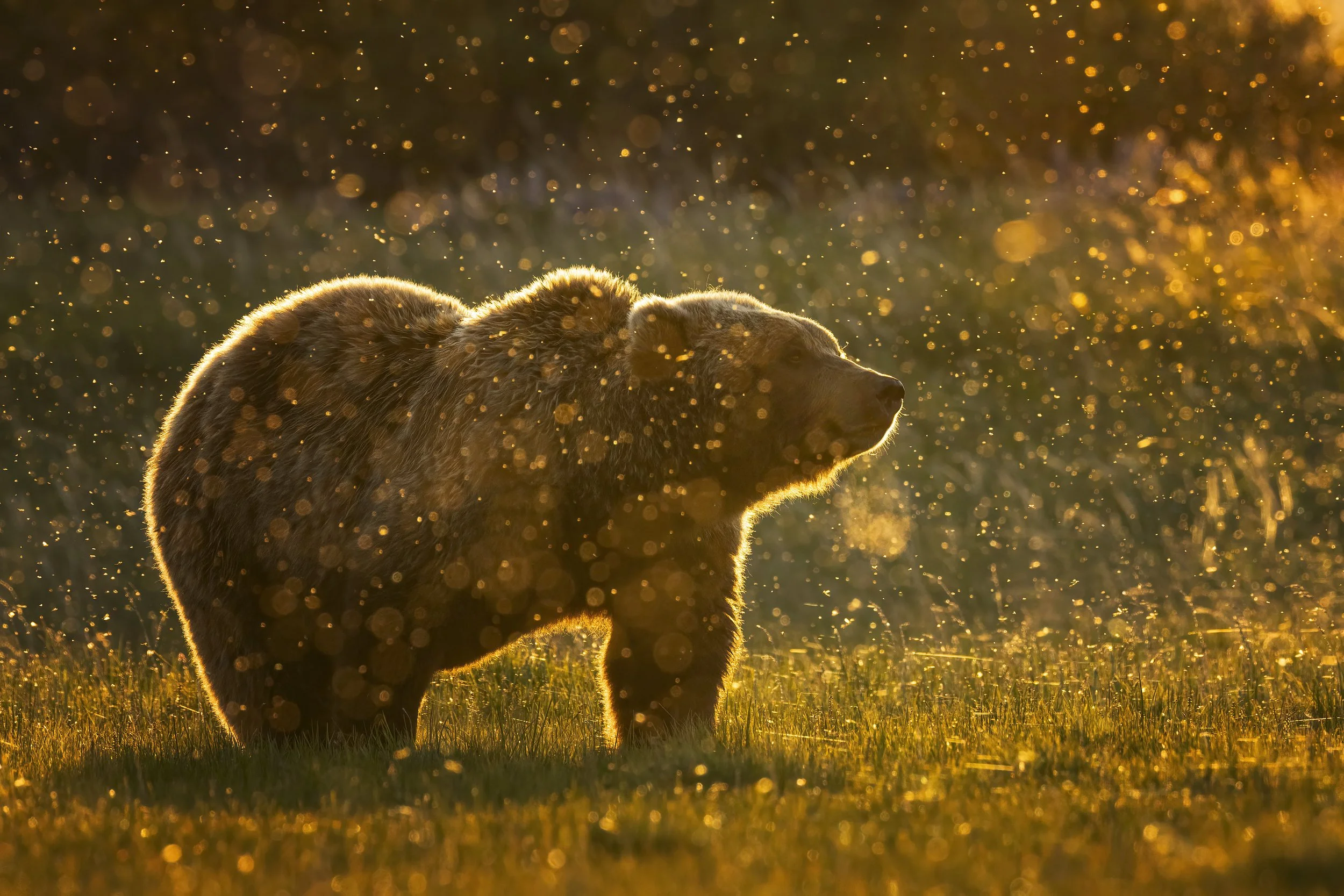 fireflybear.jpg