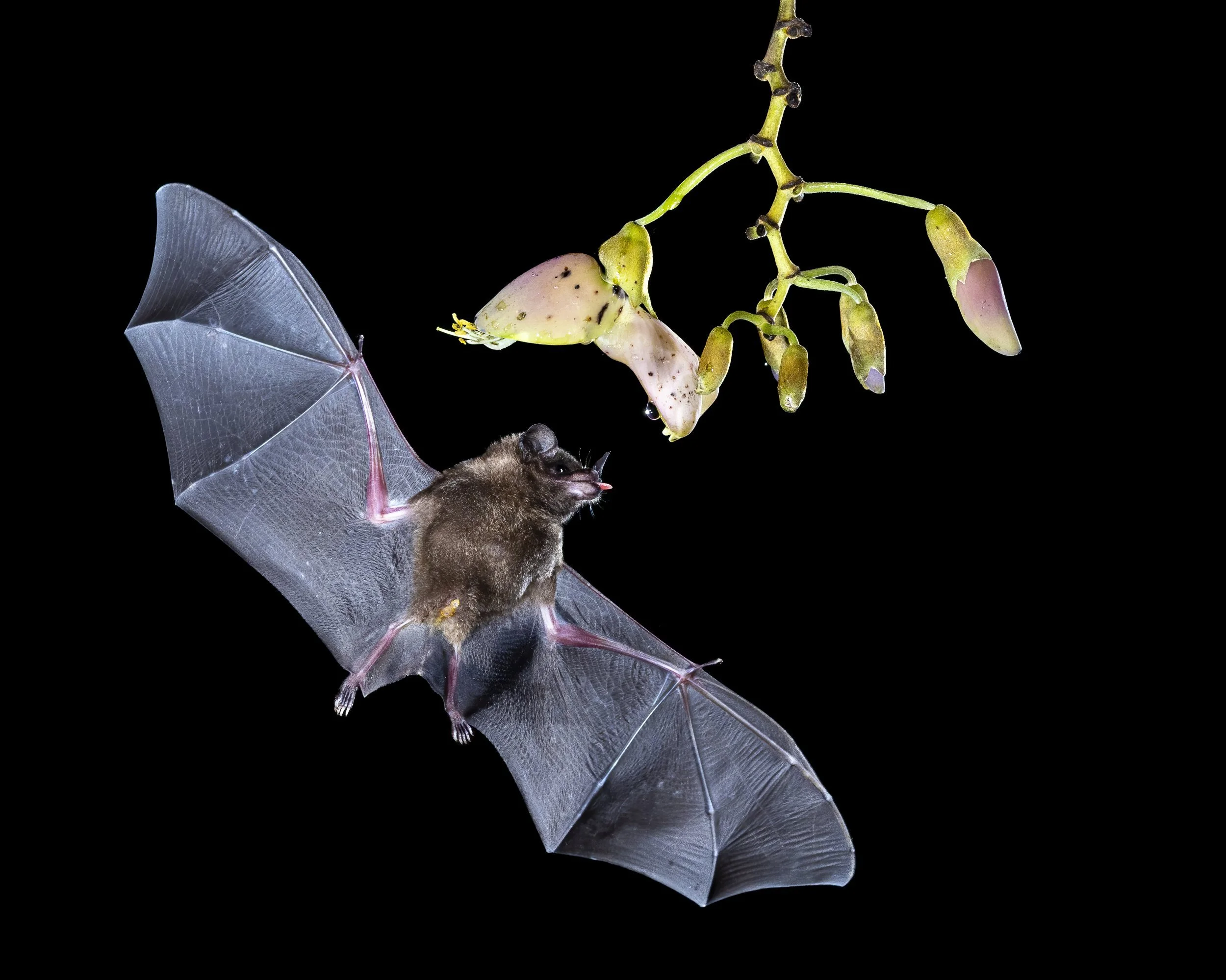 bat.jpg
