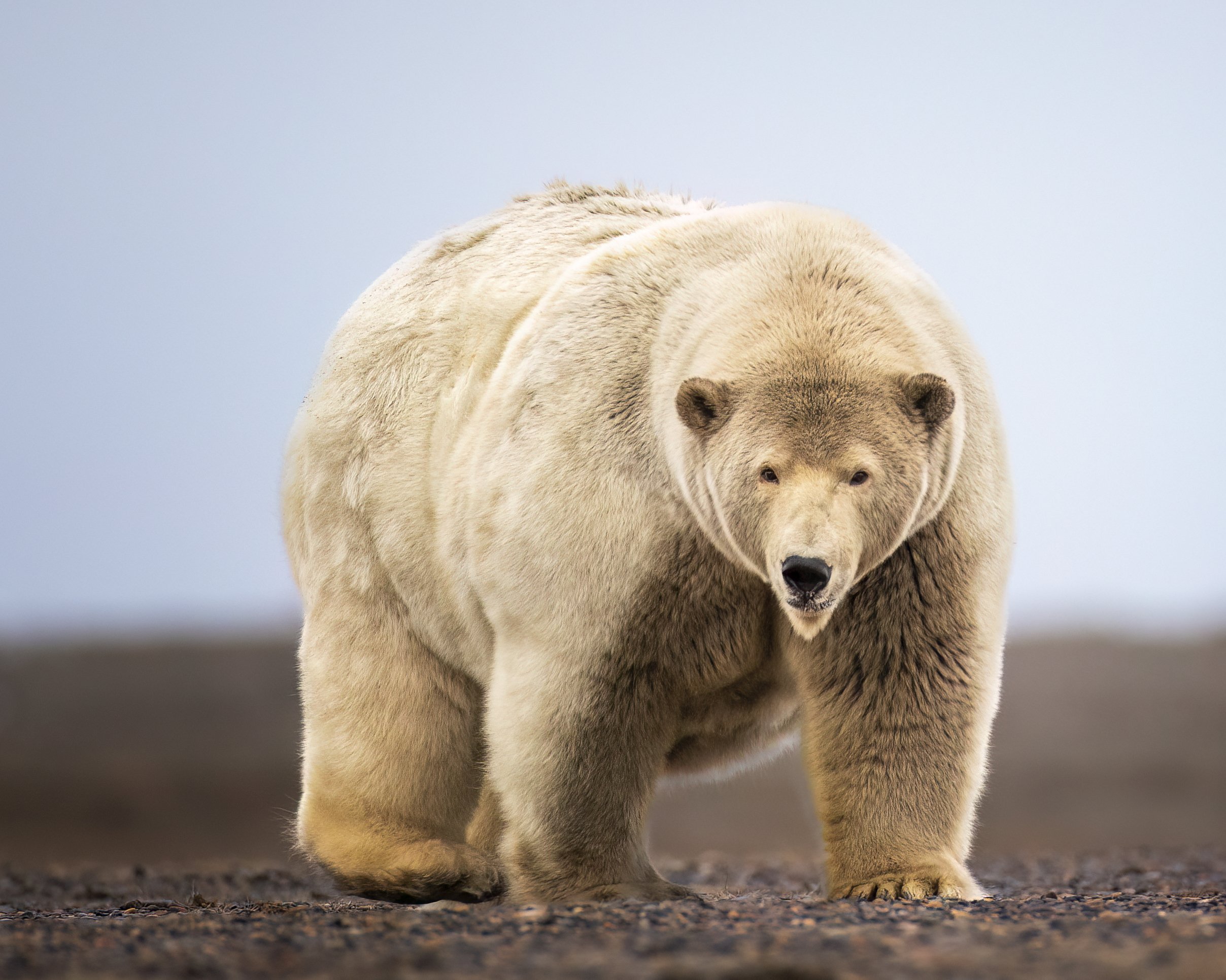 fatpolarbear.jpg