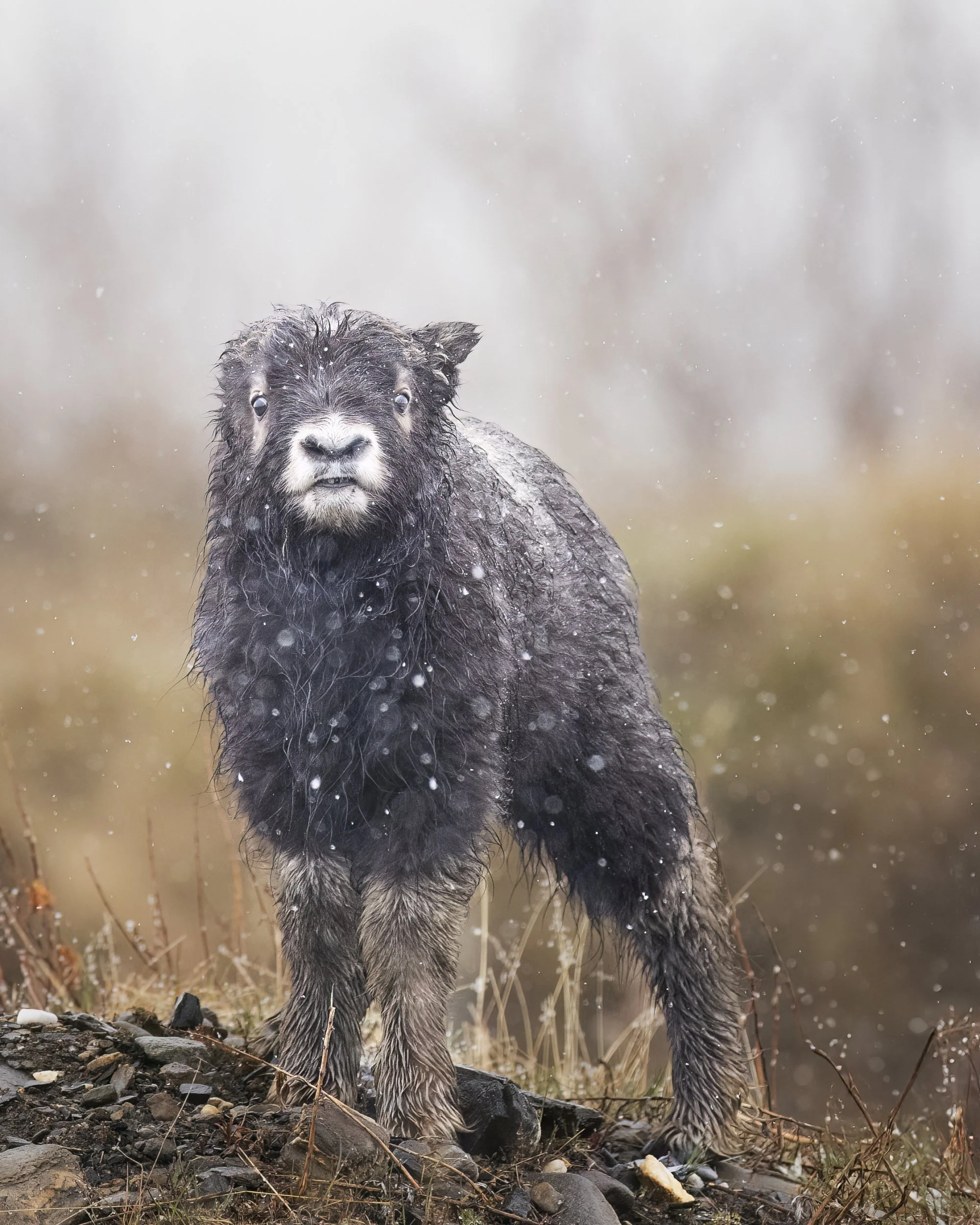 muskoxcalf2.jpg