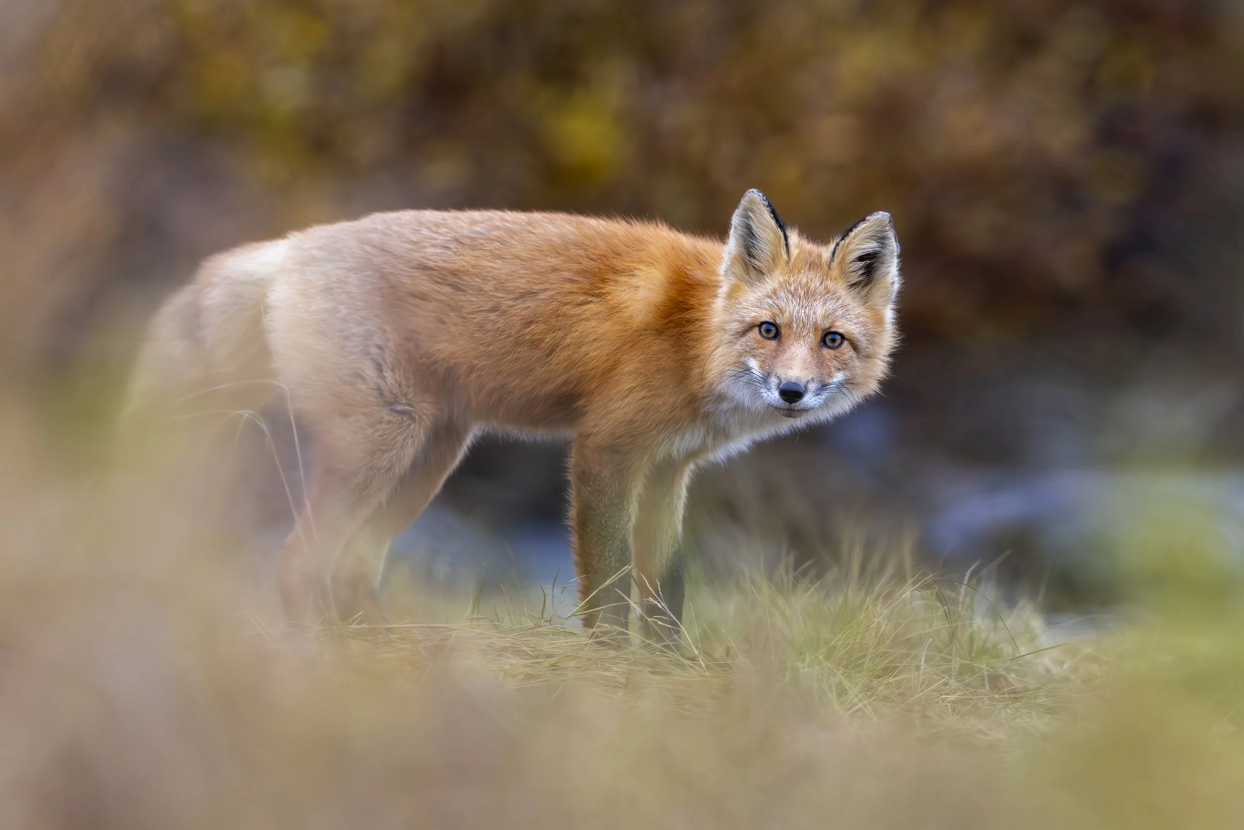 autumnfox.jpg