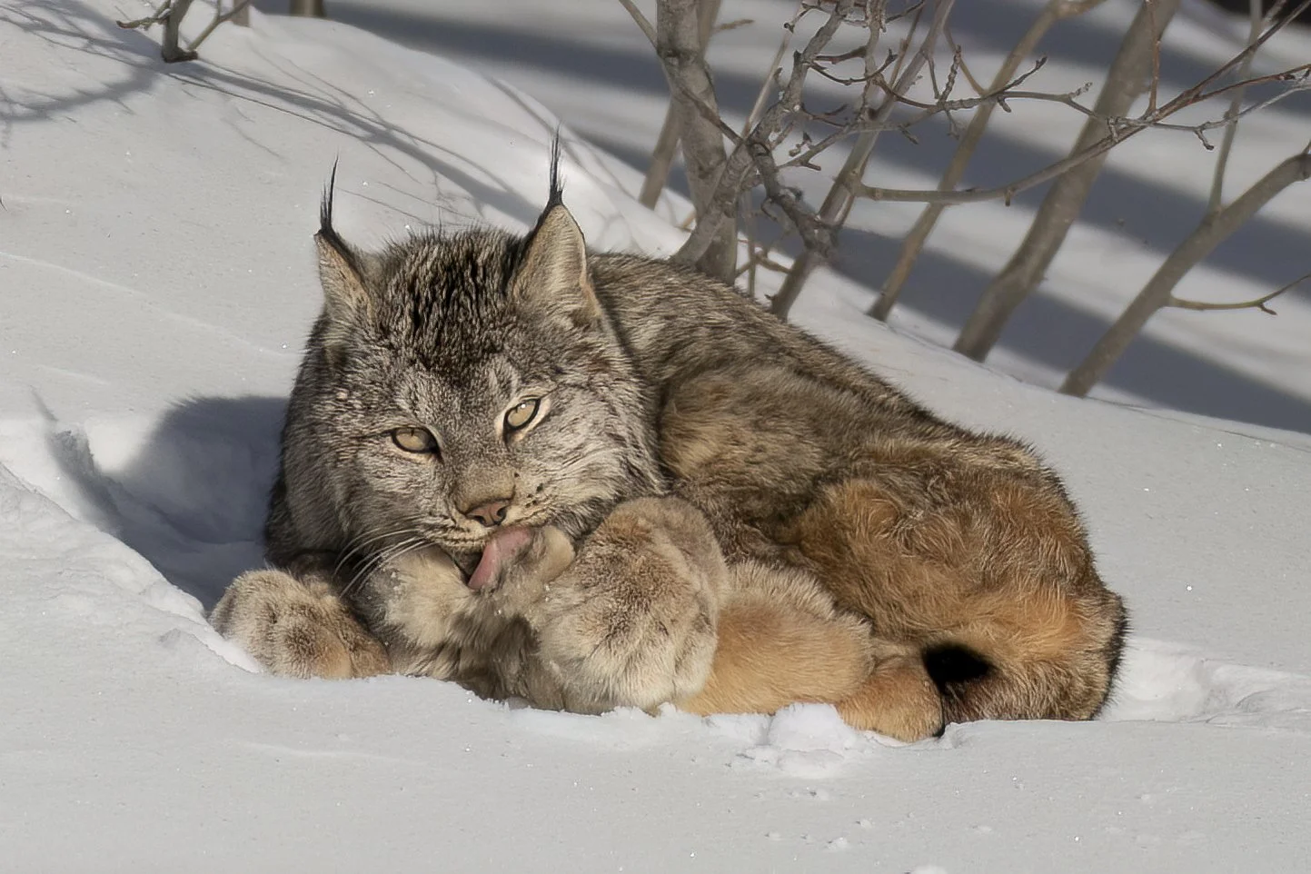 lynx3.jpg