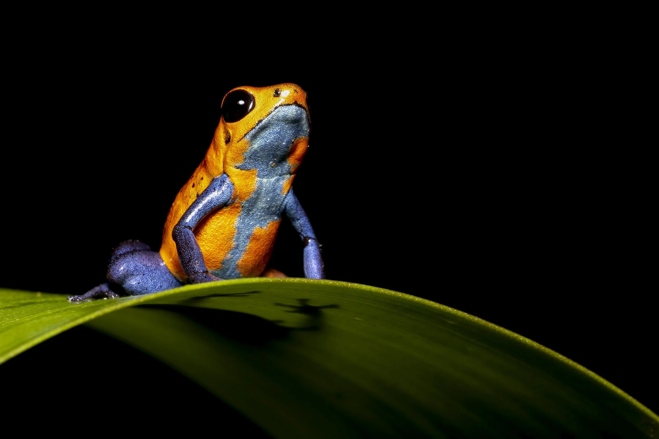 frog.jpg