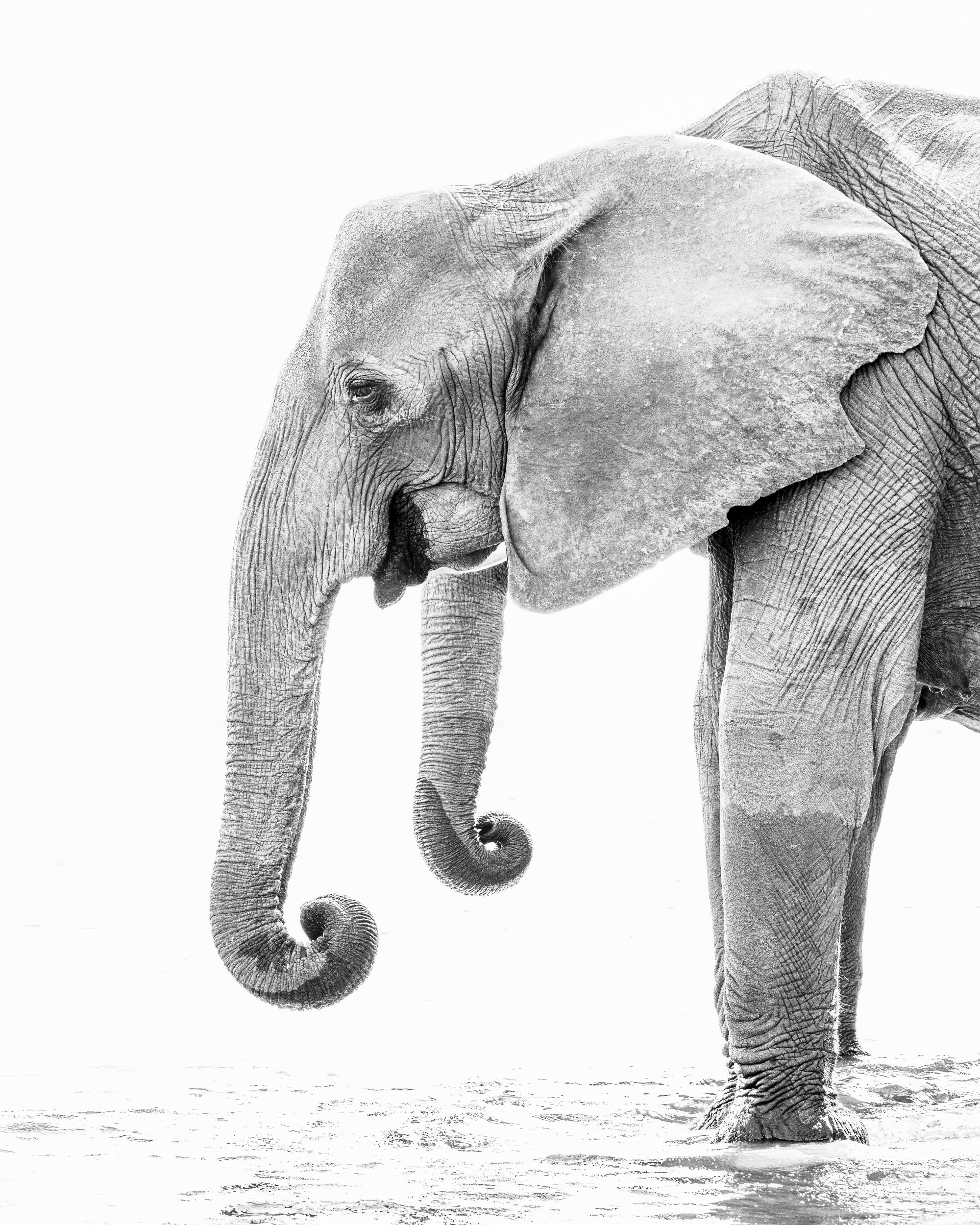 bandwelephant1.jpg