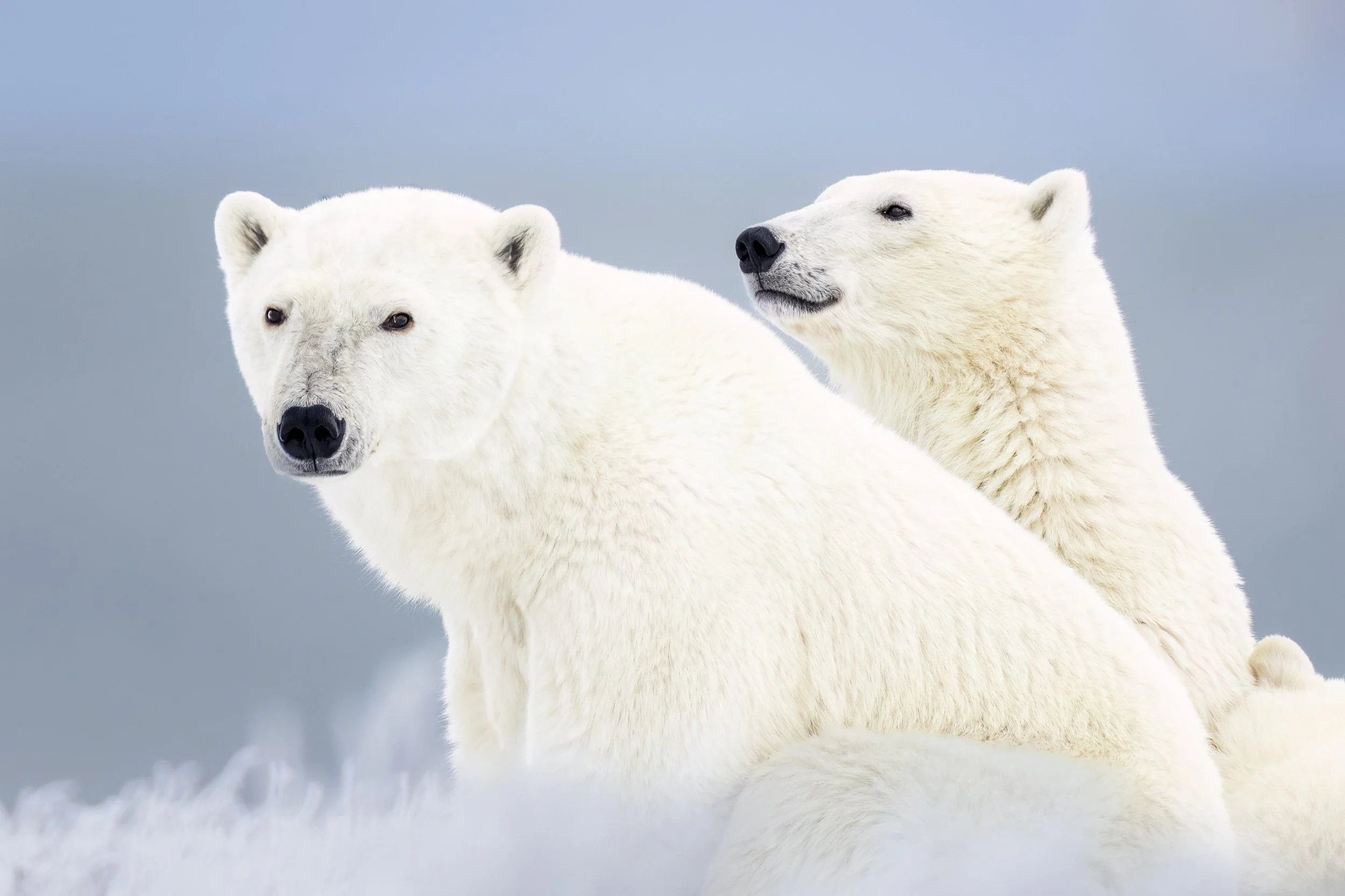 churchillbears.jpg