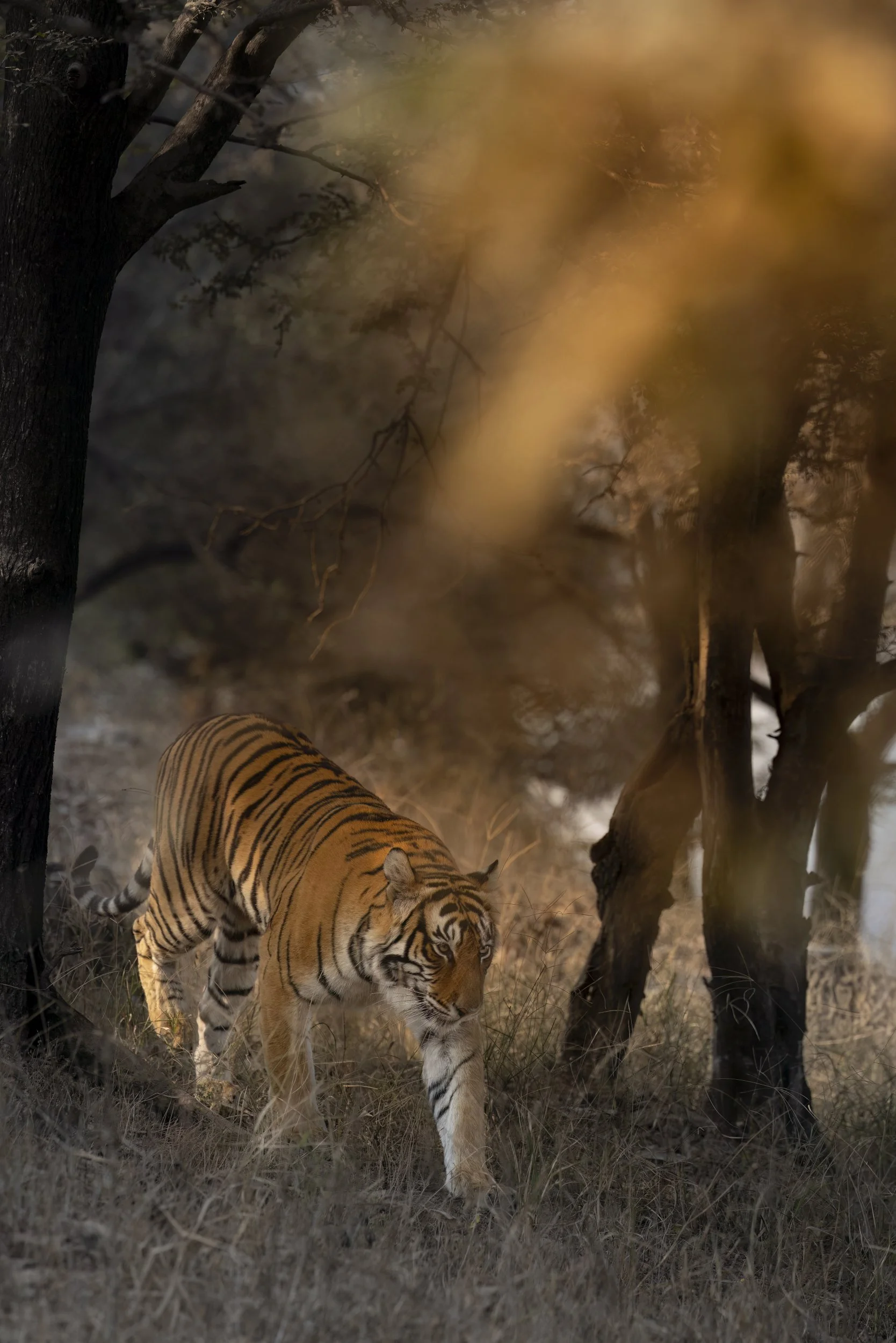 sunlighttiger.jpg
