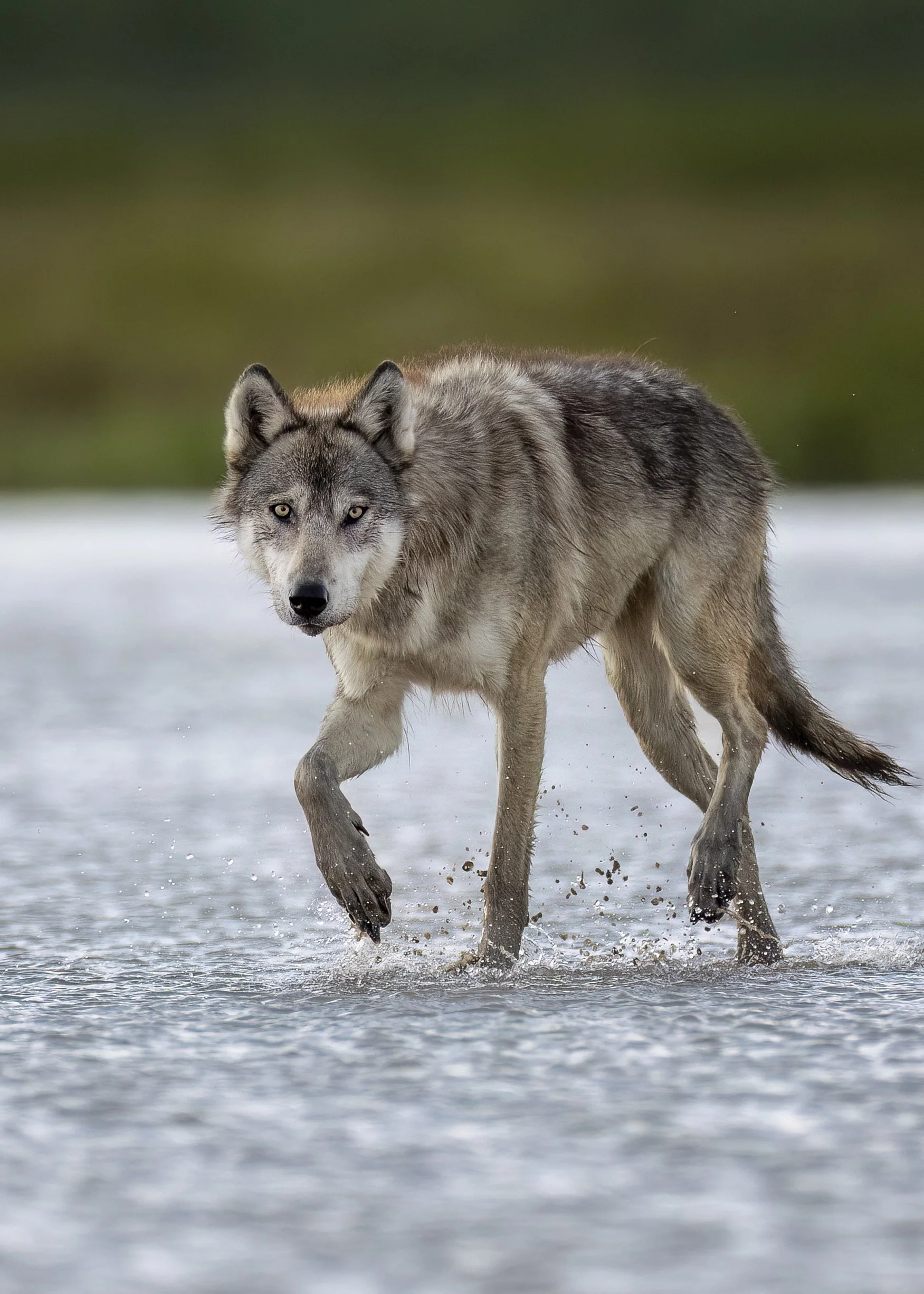 wolf.jpg