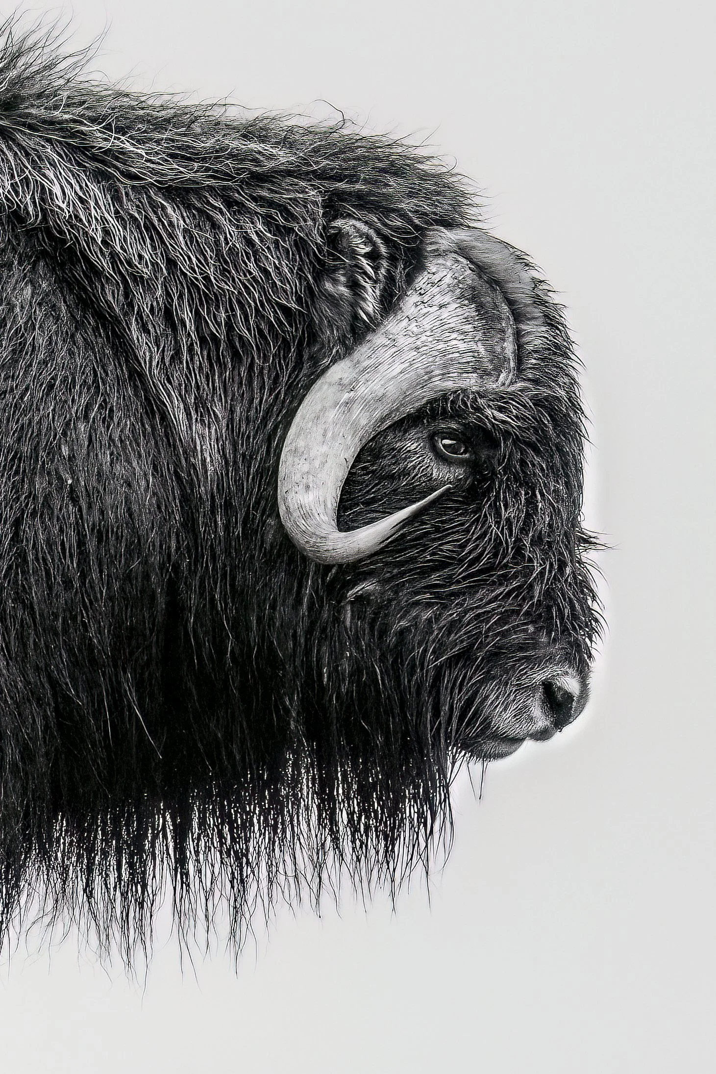 bandwmuskox.jpg