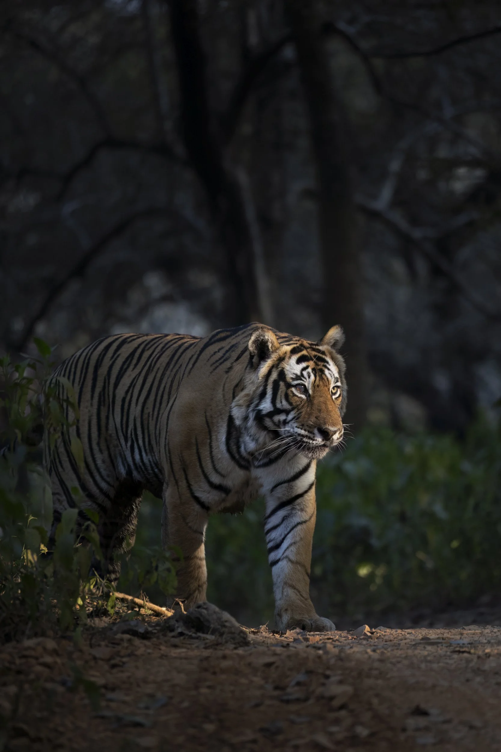 stripoflighttiger.jpg