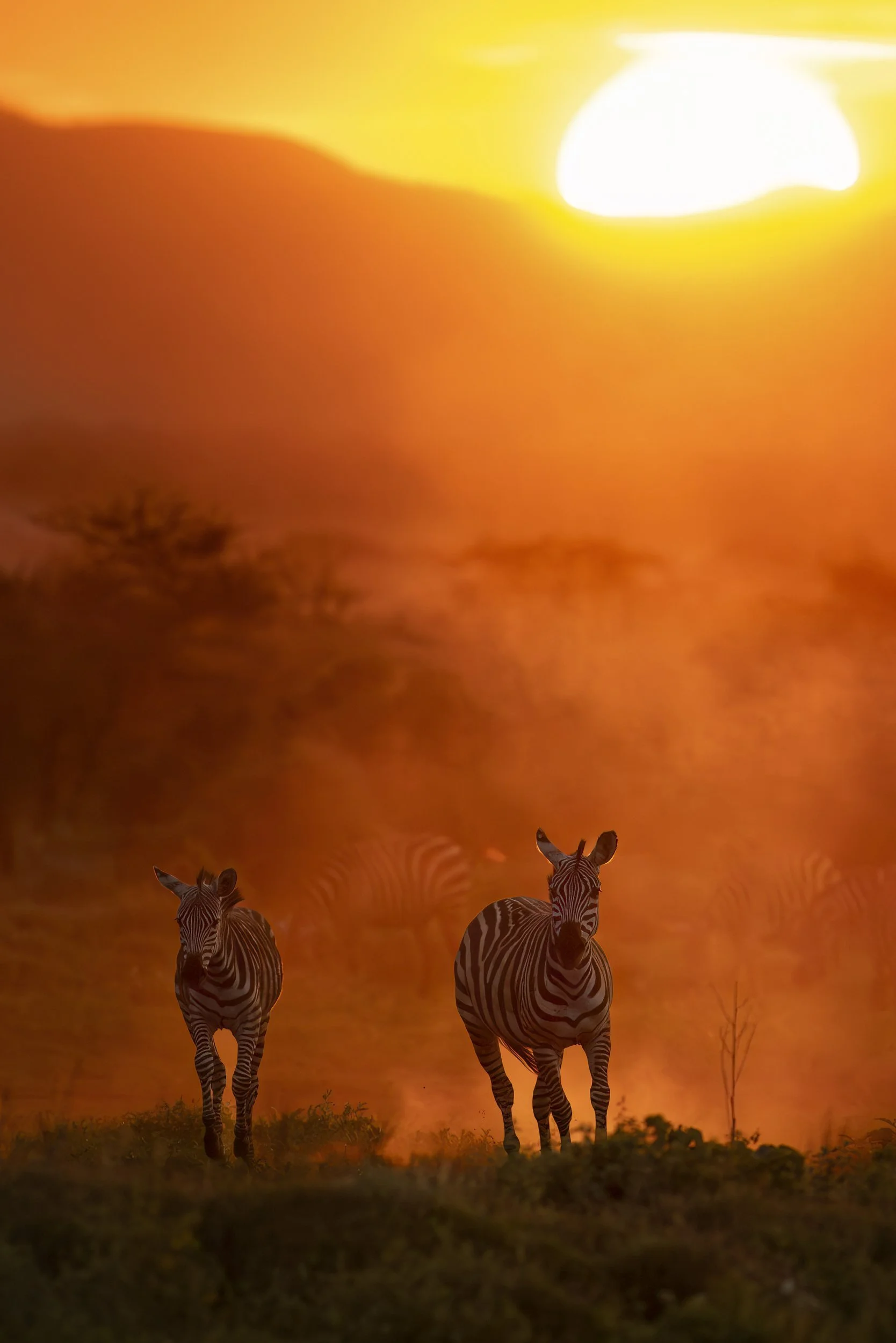 zebrasunset.jpg