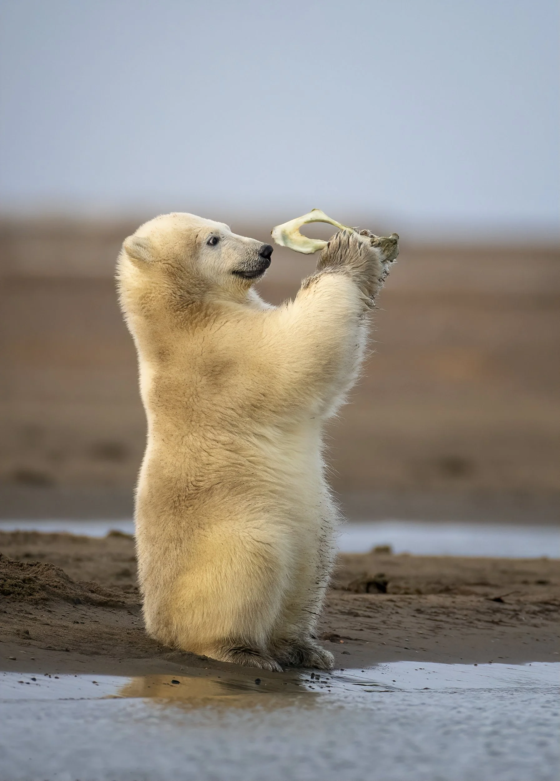 pelvicboanepolarbear.jpg