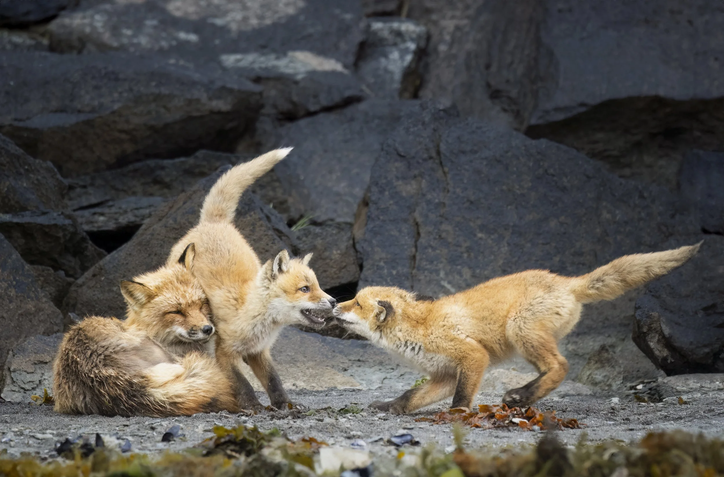 foxfamily.jpg