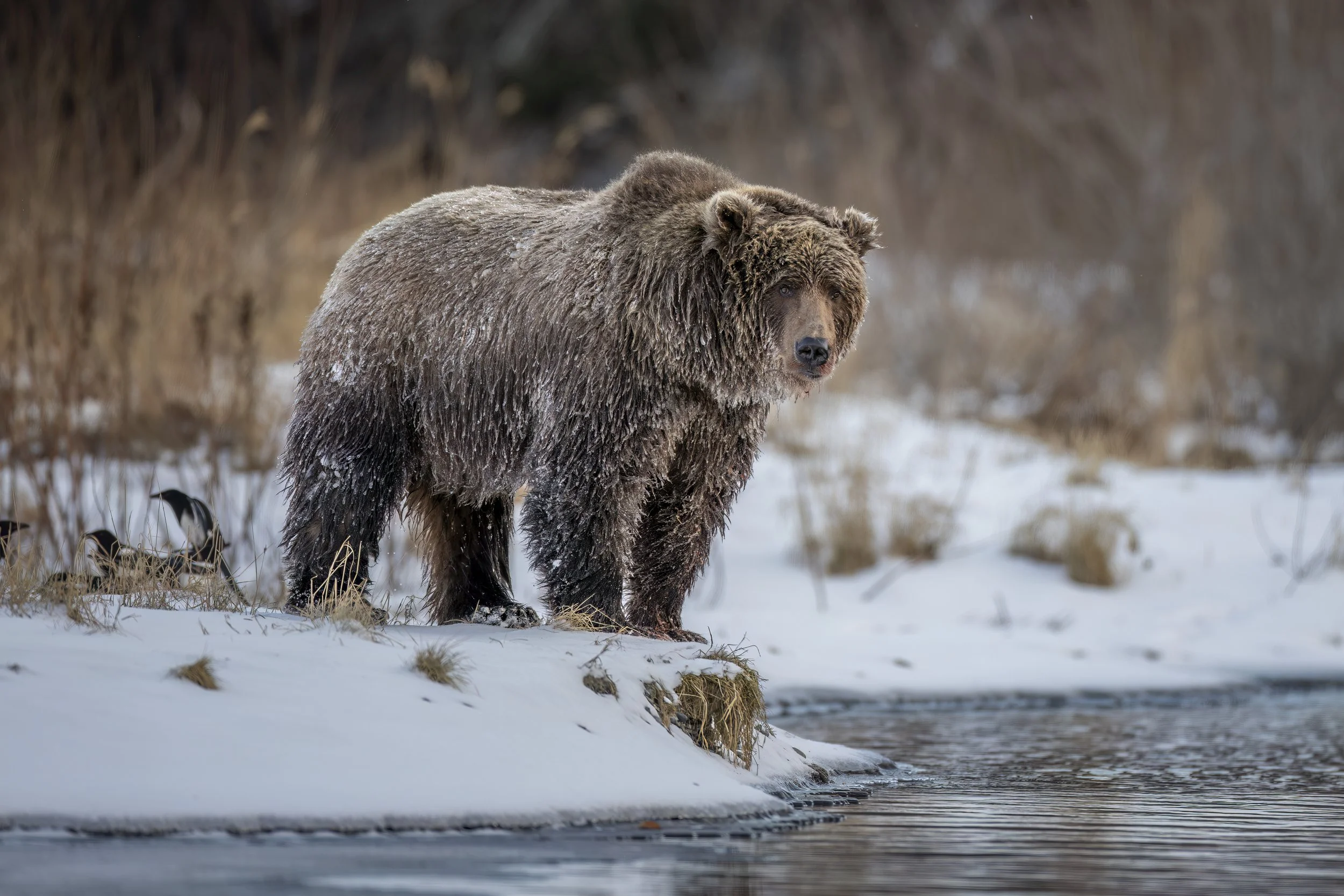 frozenriverbear.jpg