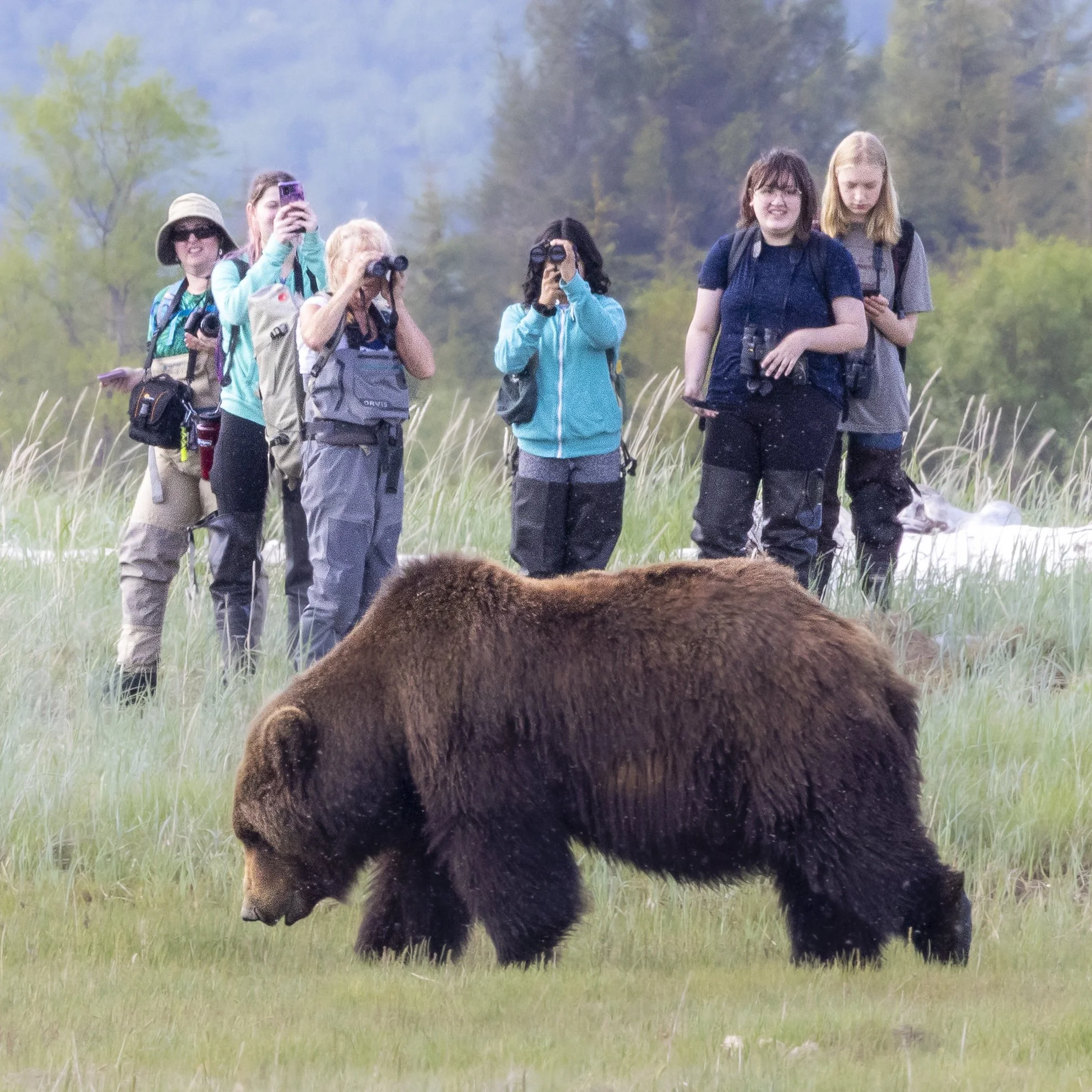 Kodiak high school students photographing a brown bear on the education field trip