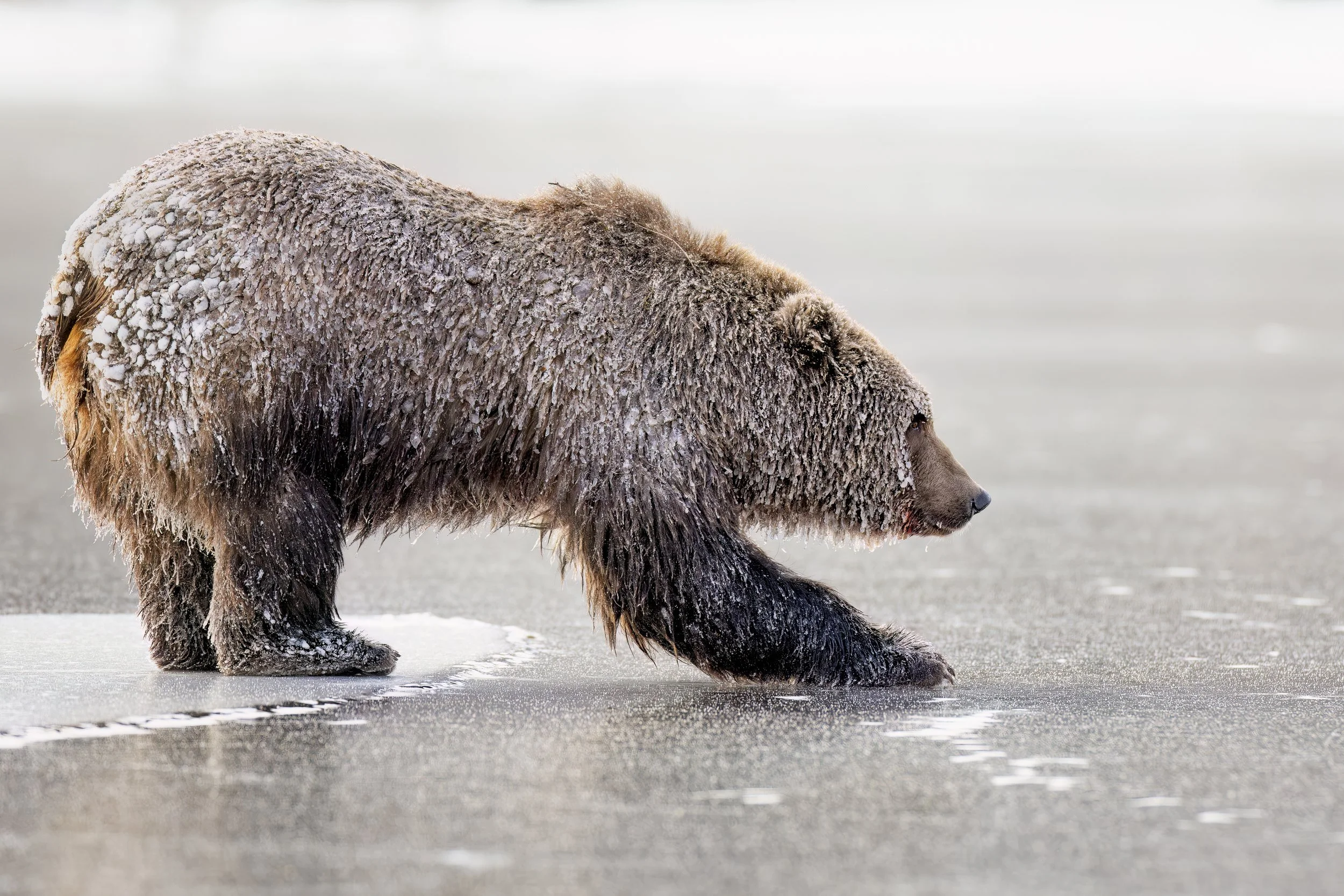 thinicebear.jpg