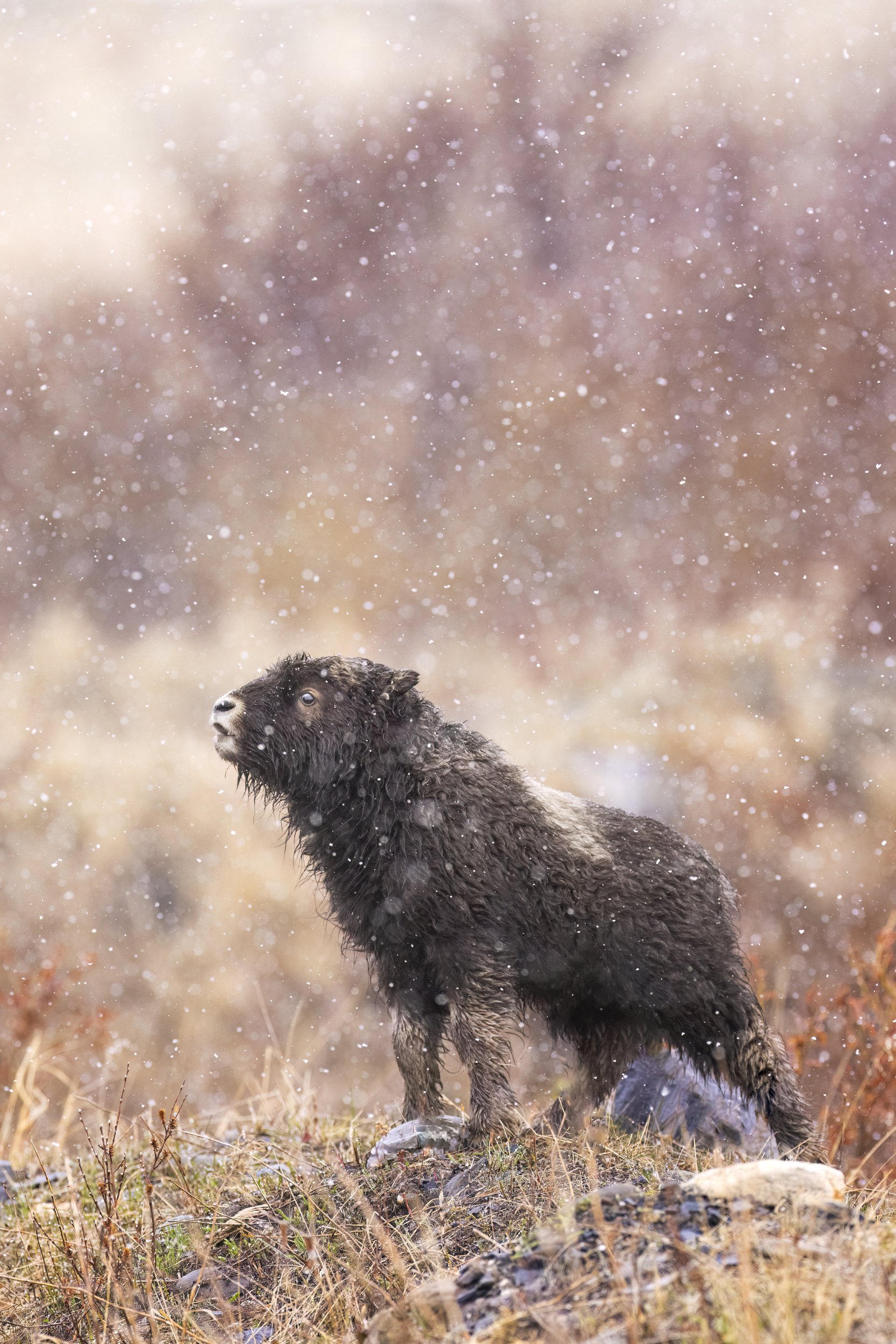 muskoxcalf.jpg