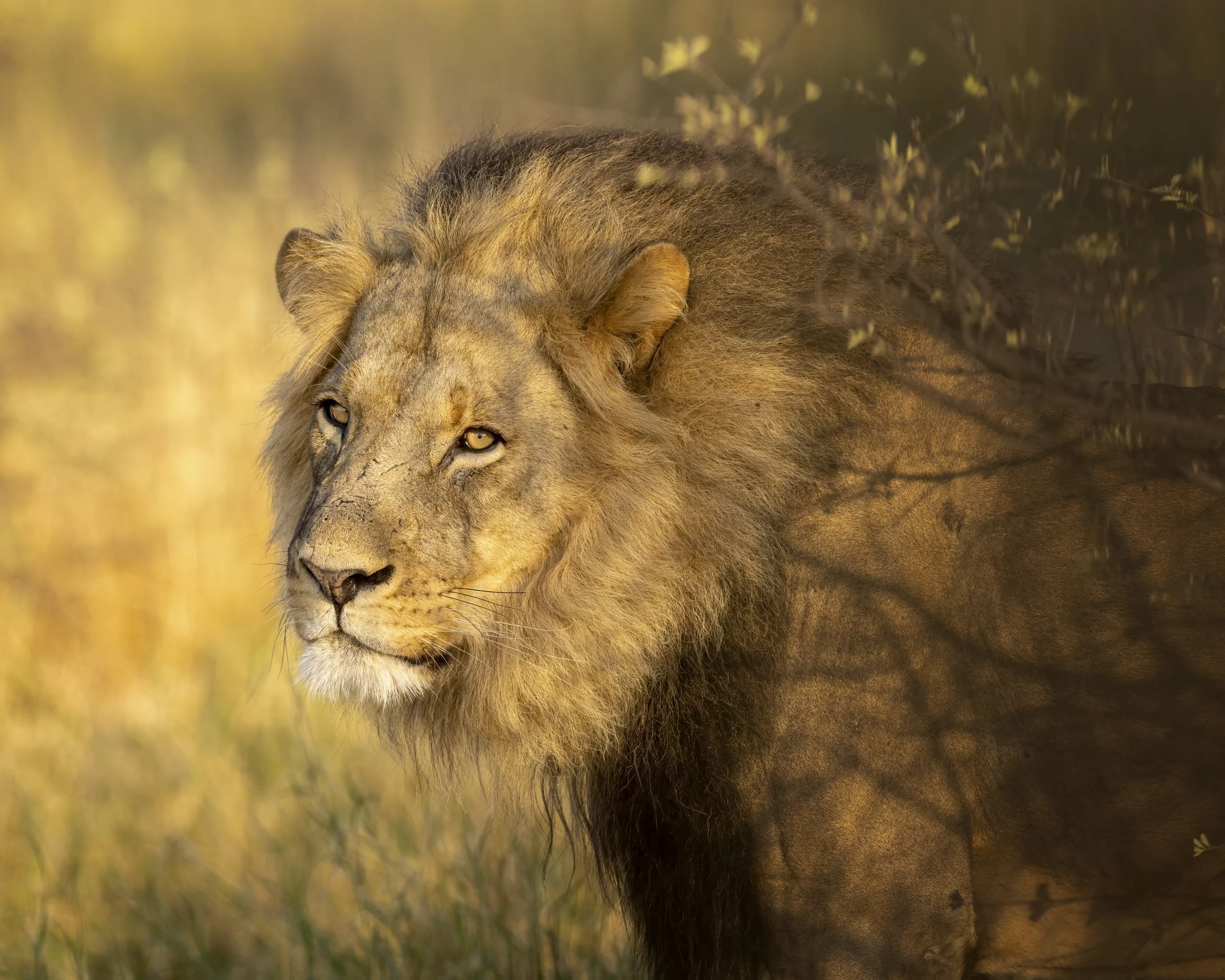 lionking.jpg