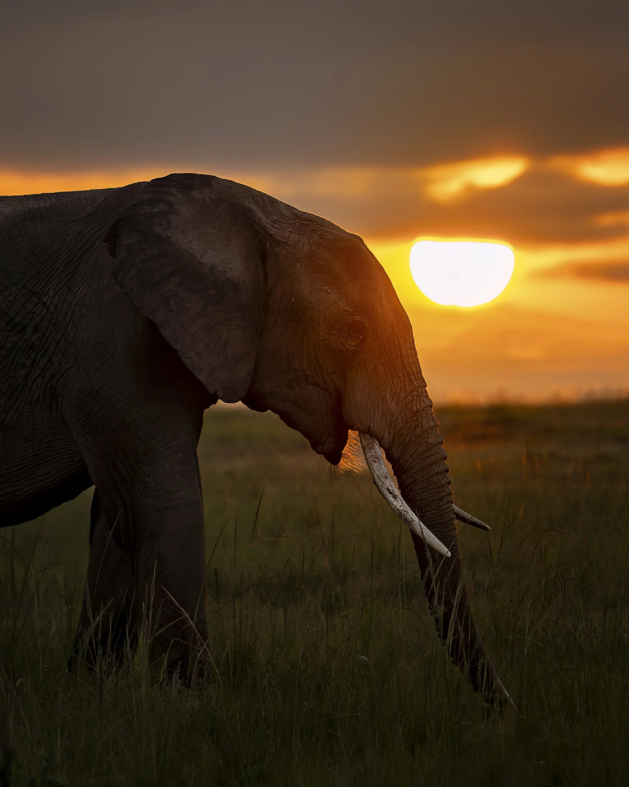 elephantsunrise1.jpg