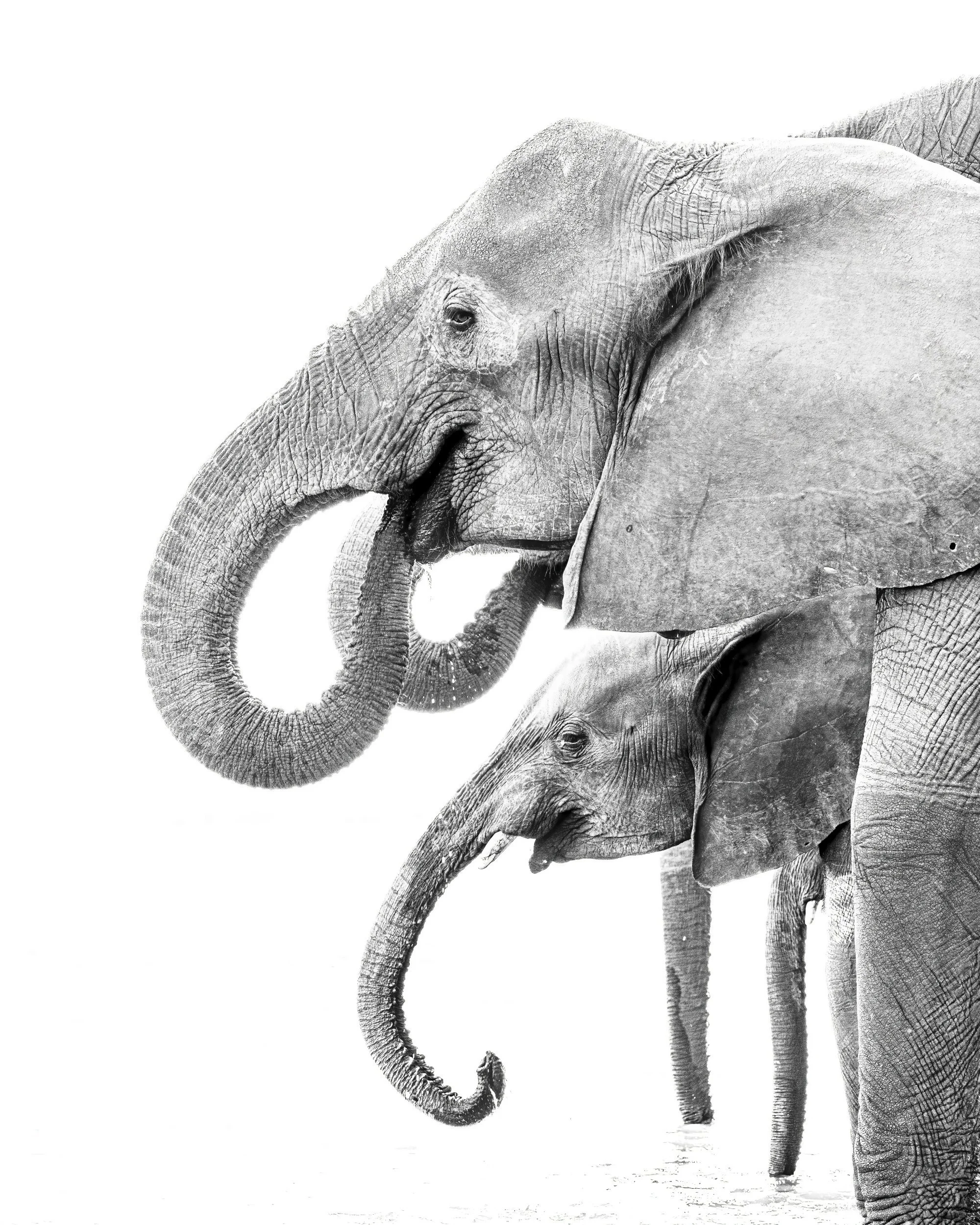 bandwelephant.jpg