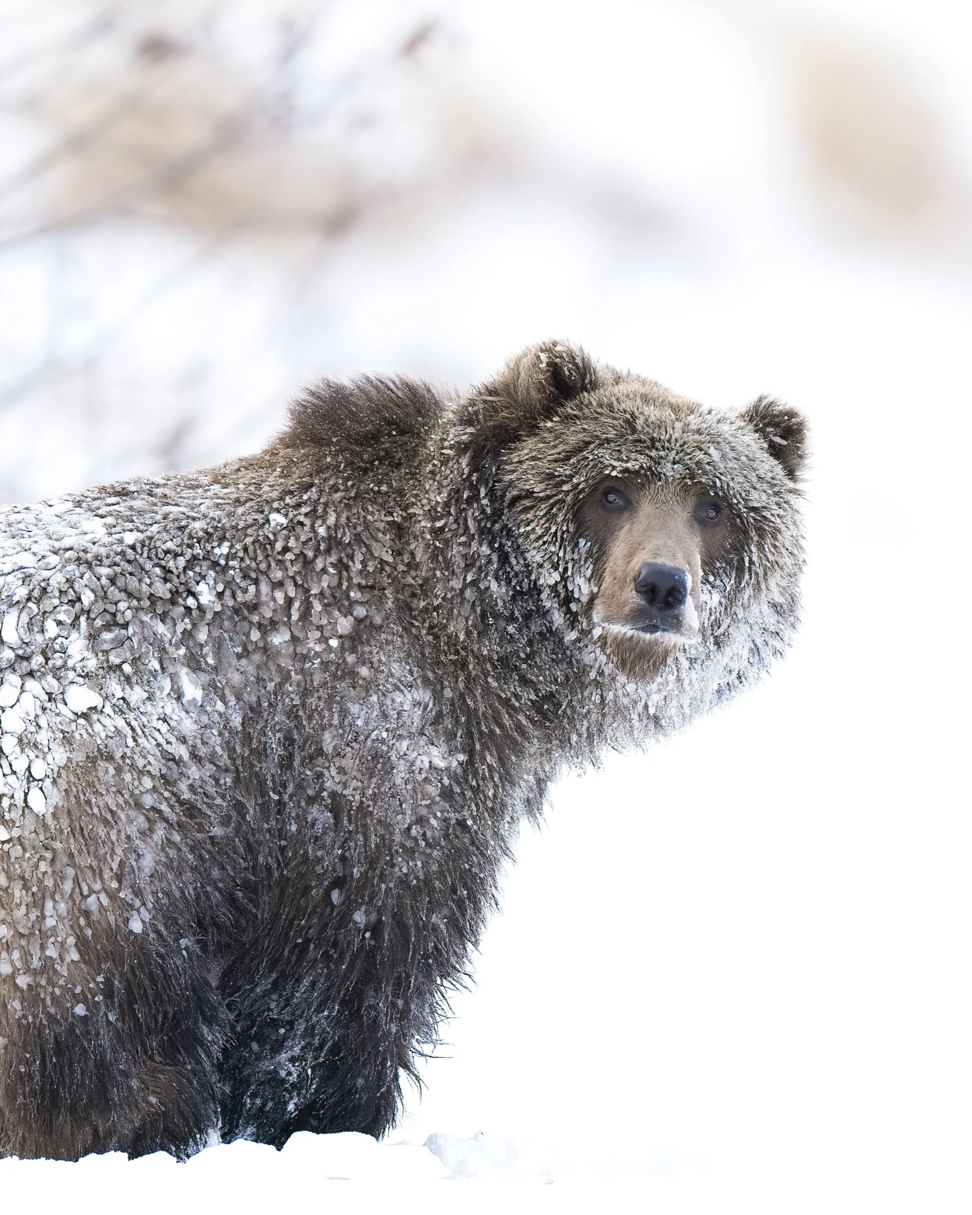 icebearbushes.jpg
