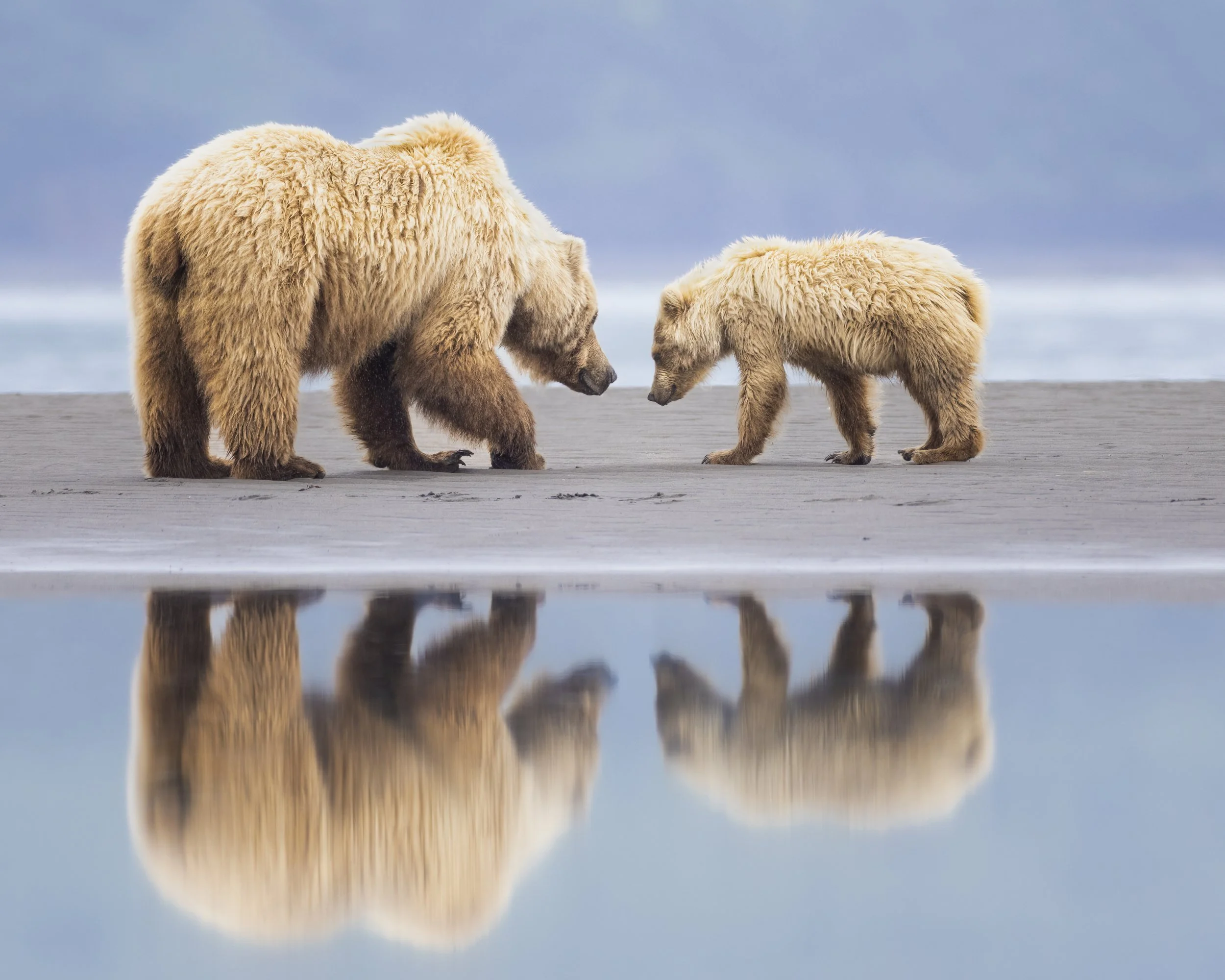 reflectionbear.jpg