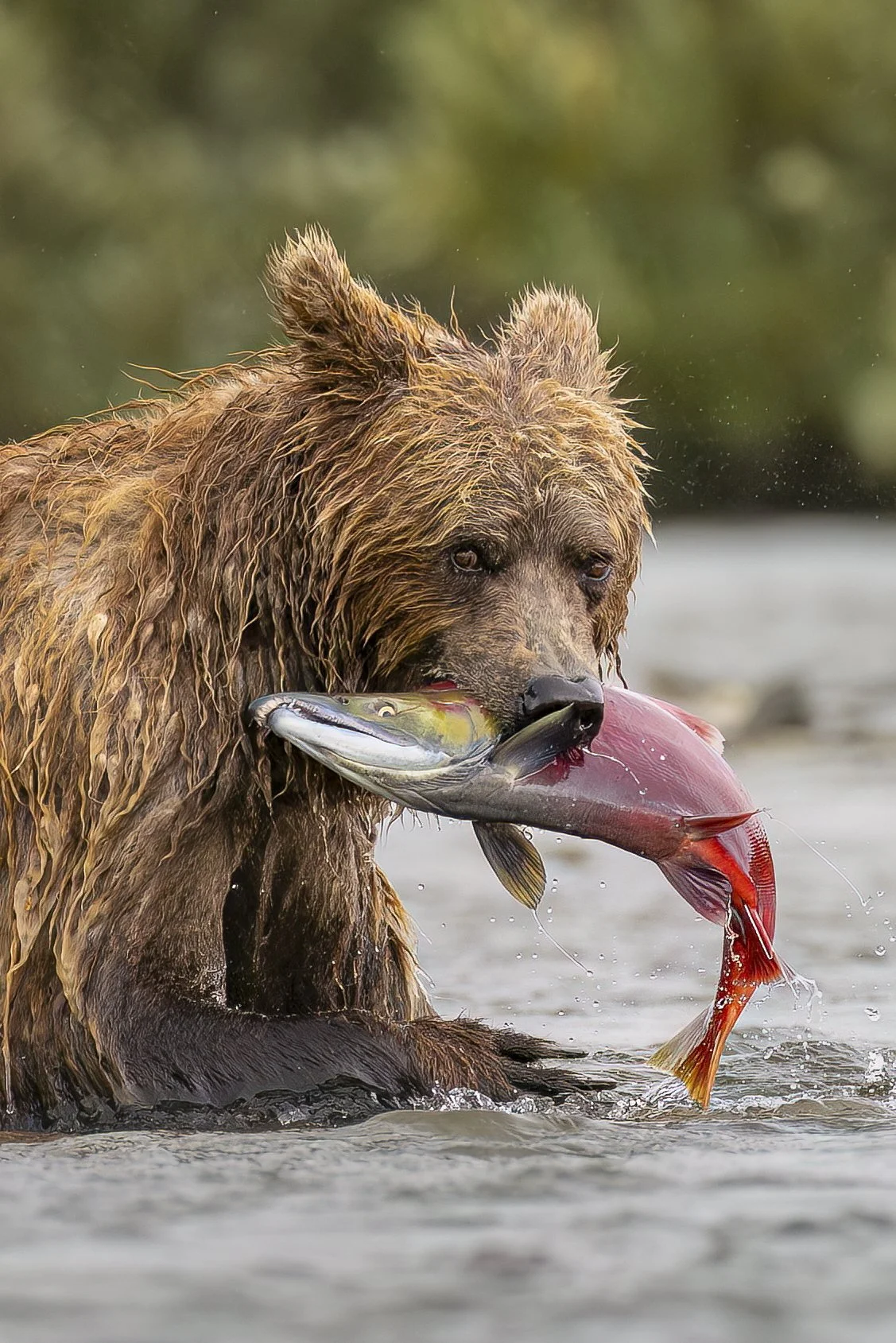 sowwithredsalmon.jpg