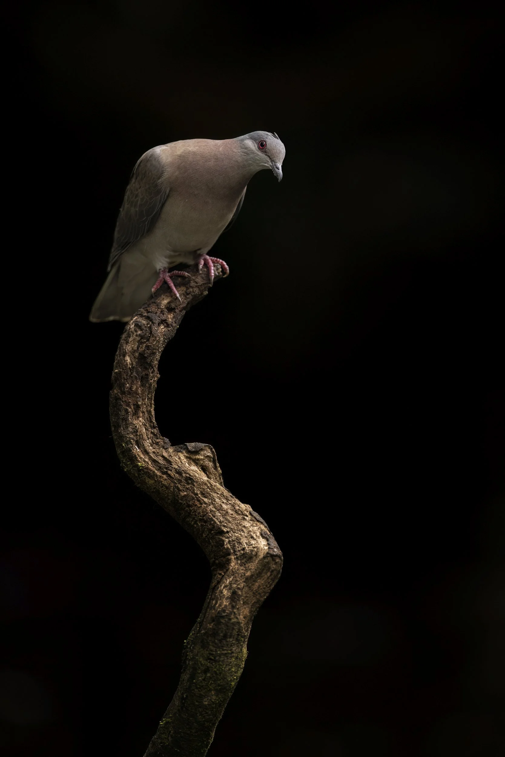 dove.jpg