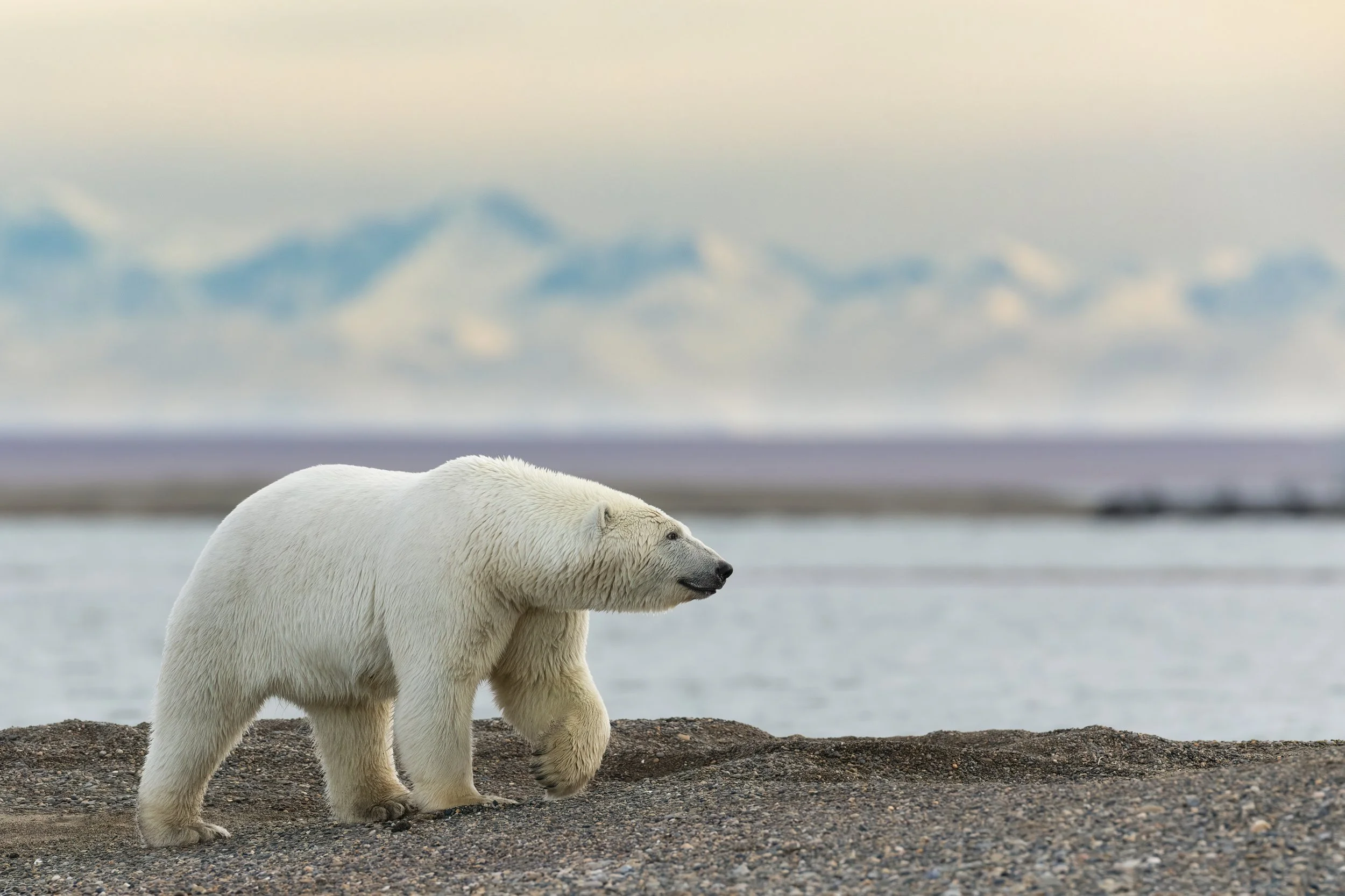 mountainrangepolarbear.jpg