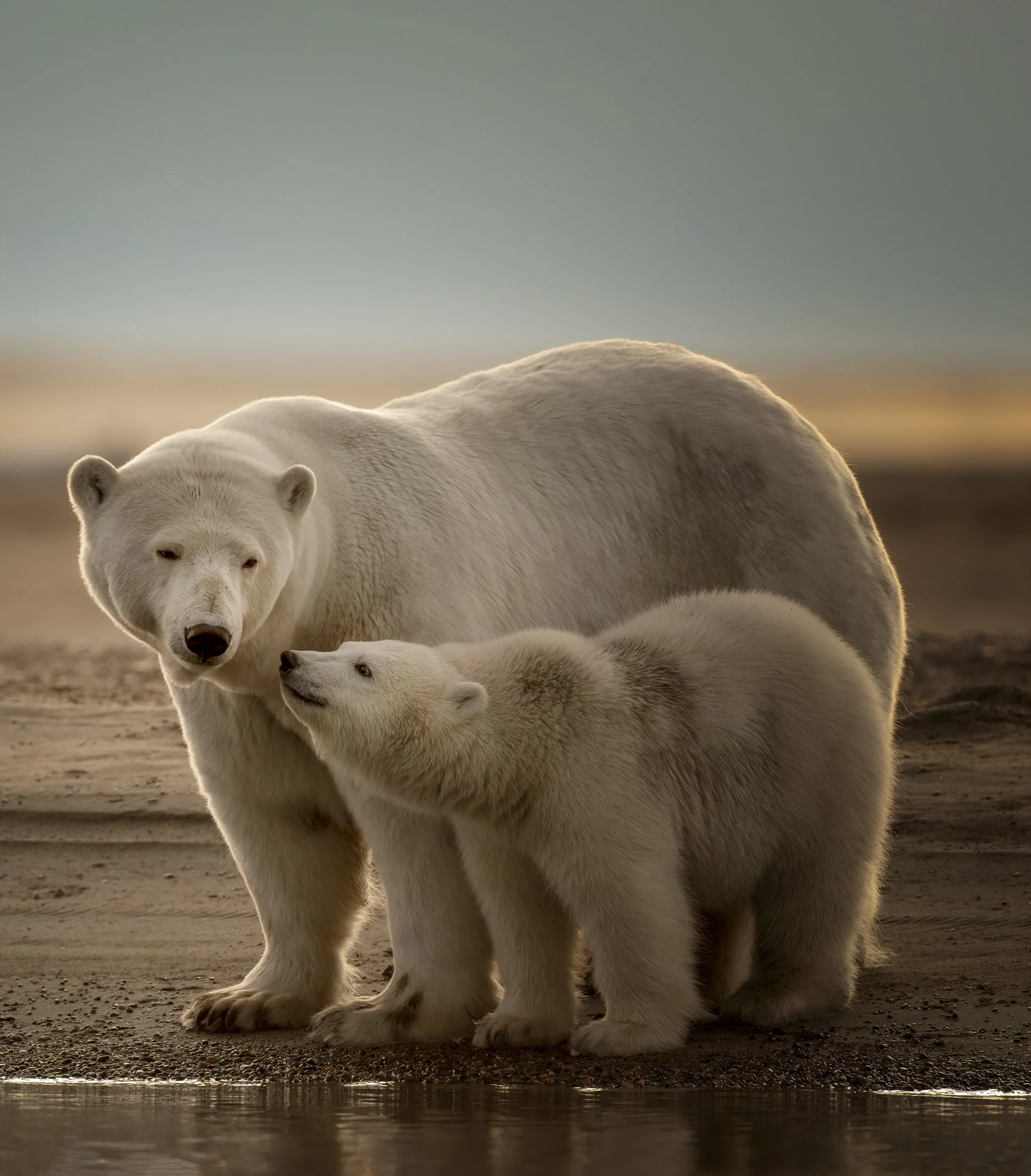 polarbearfamilysunset.jpg