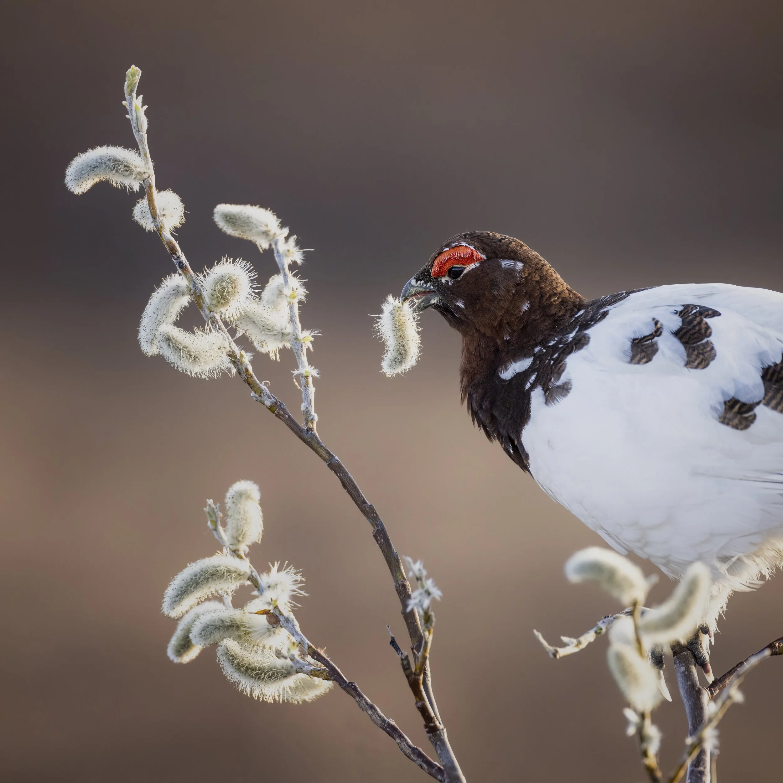 ptarmiganwillow.jpg