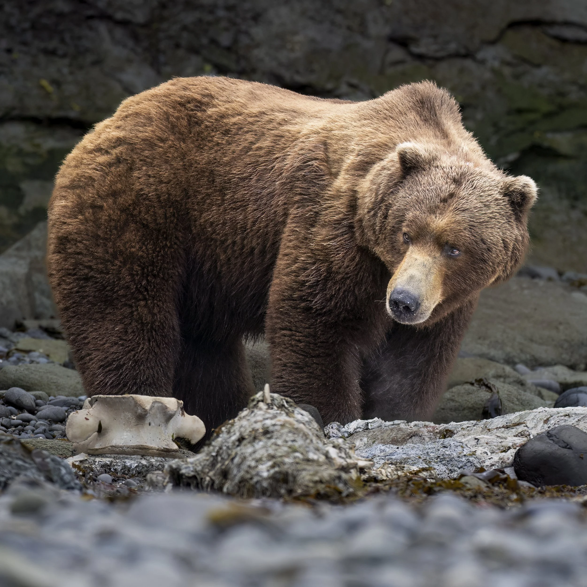 whalebear.jpg