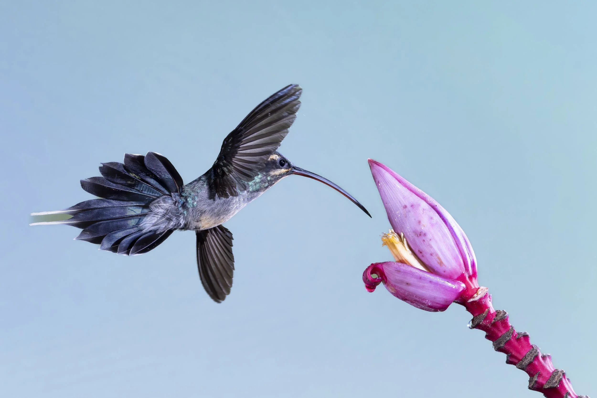 hummingbird.jpg