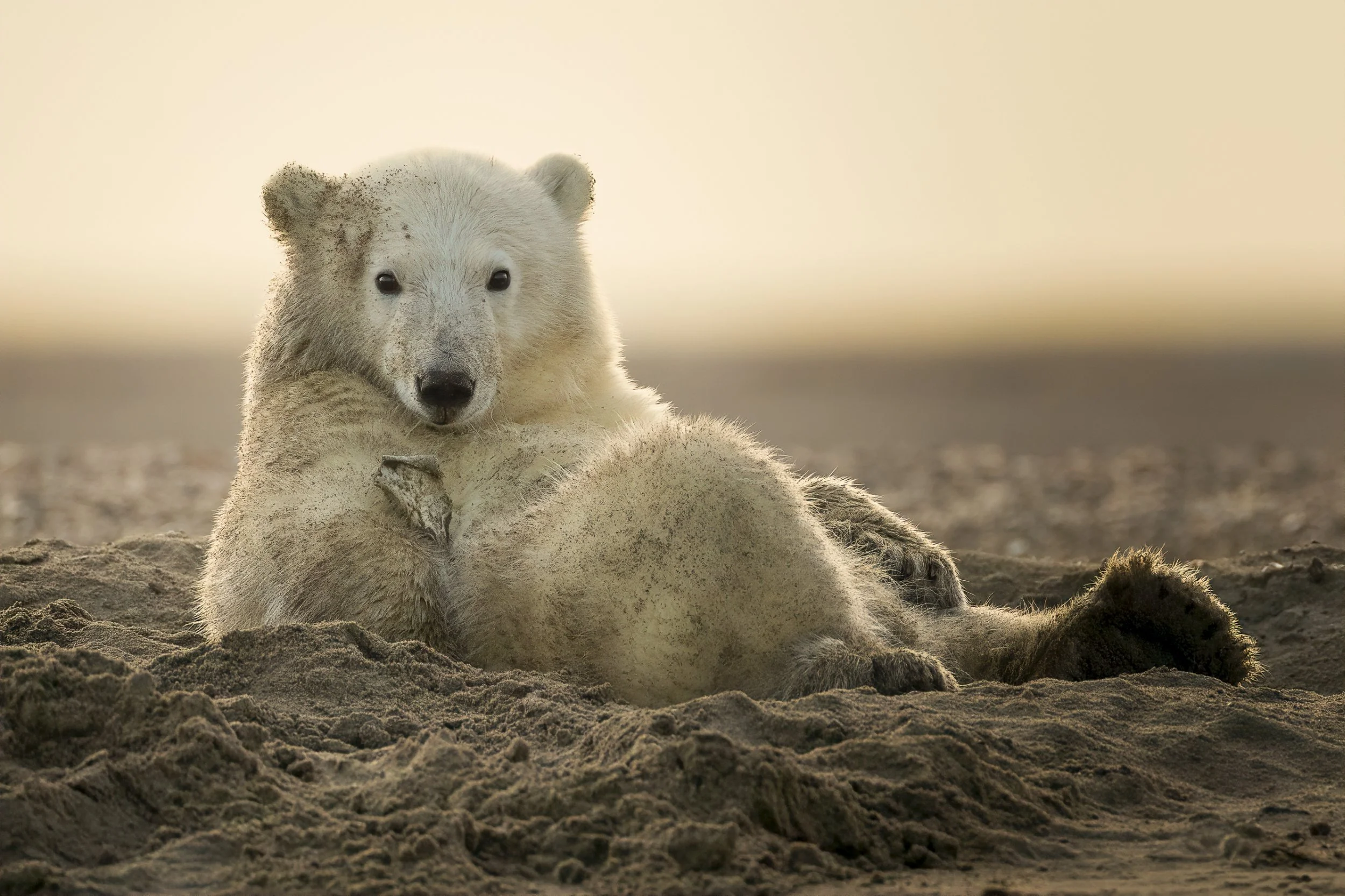 sandpolarbear.jpg