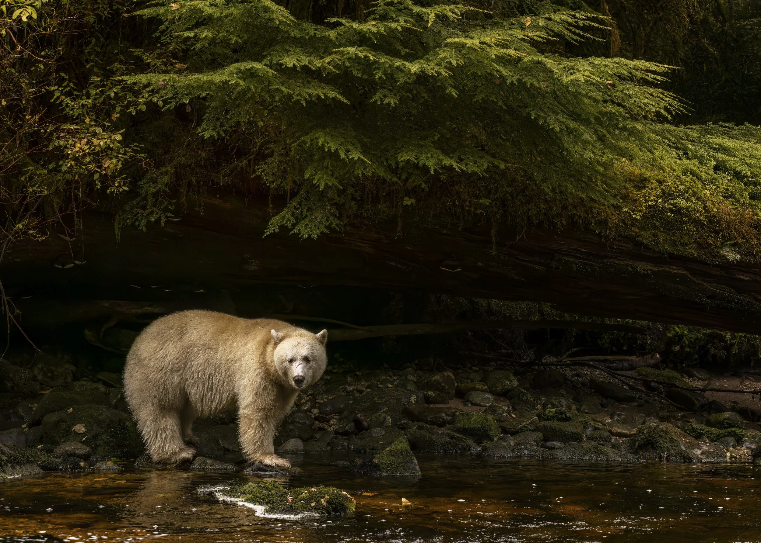 spiritbearincave.jpg