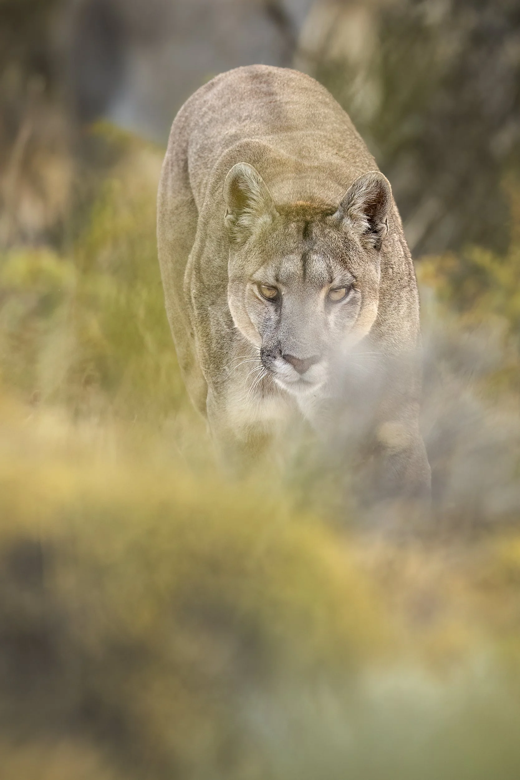 puma3.jpg
