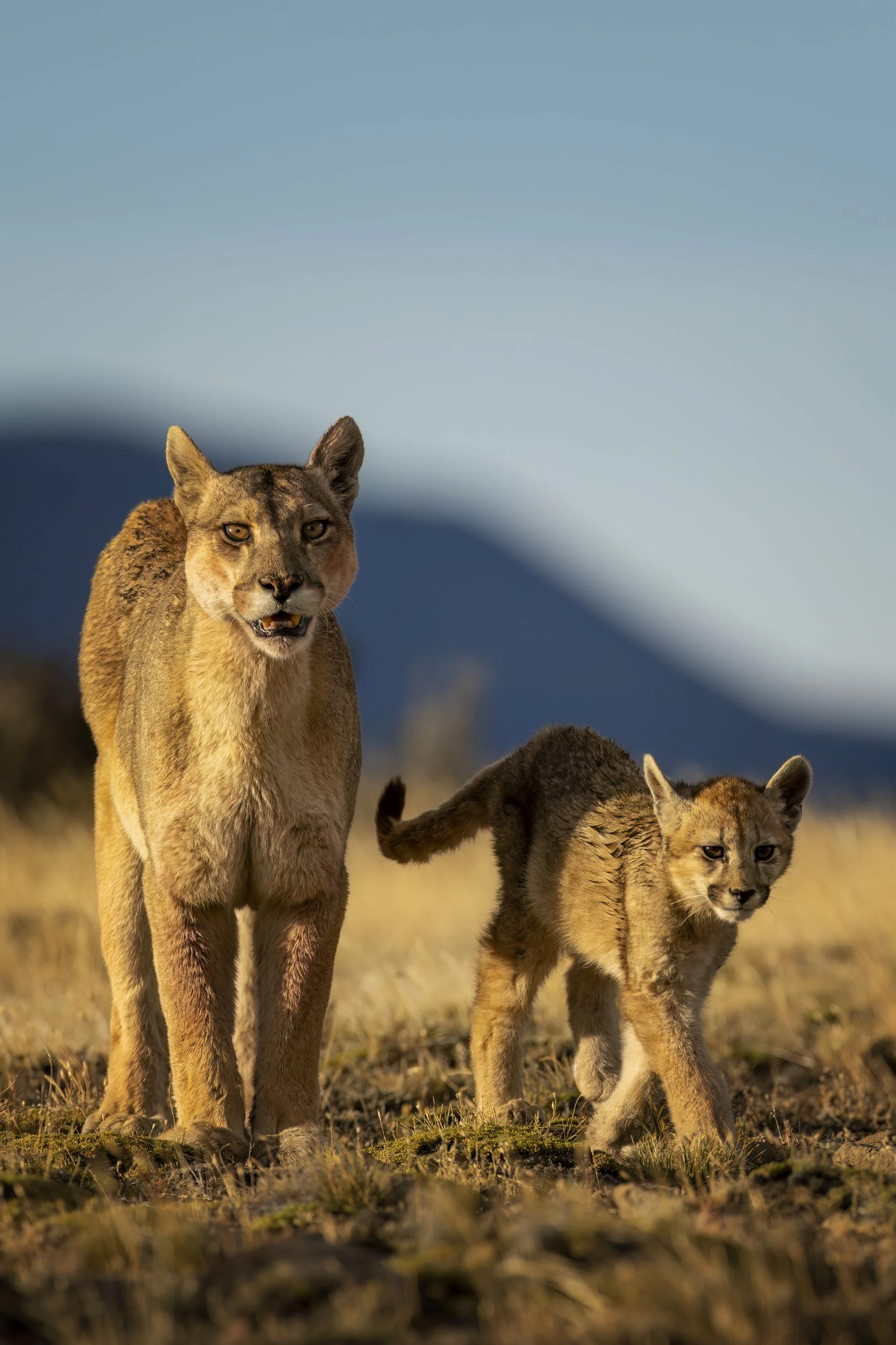 petacaandcub.jpg