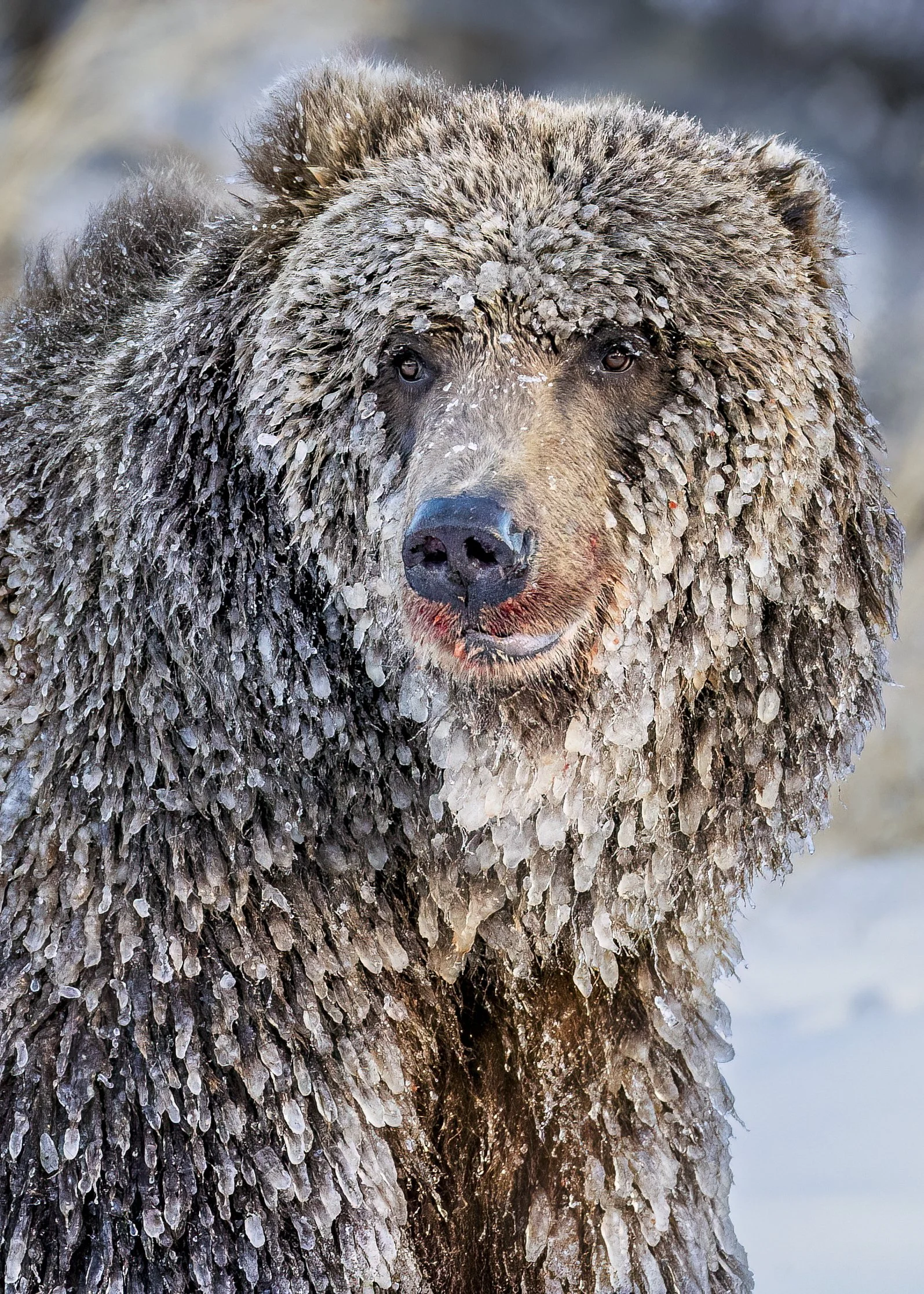 icebear.jpg