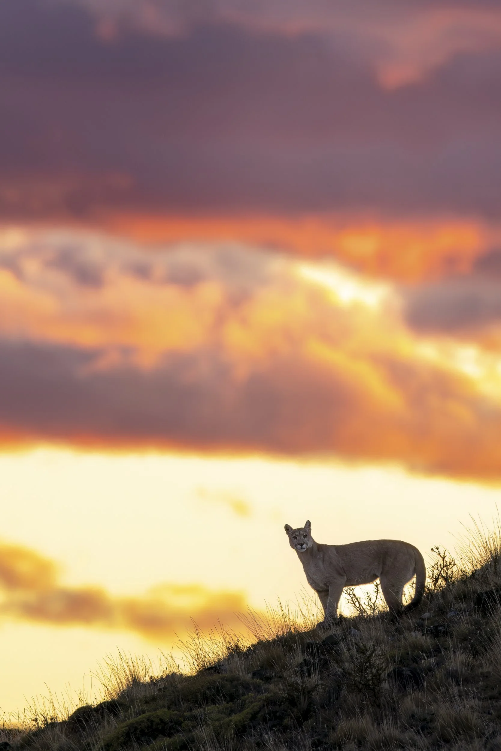 sunrisepuma.jpg