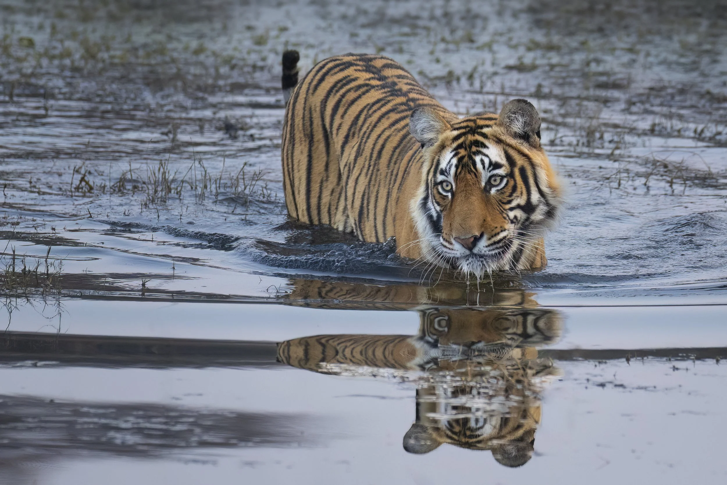 watertigerhorizontal.jpg