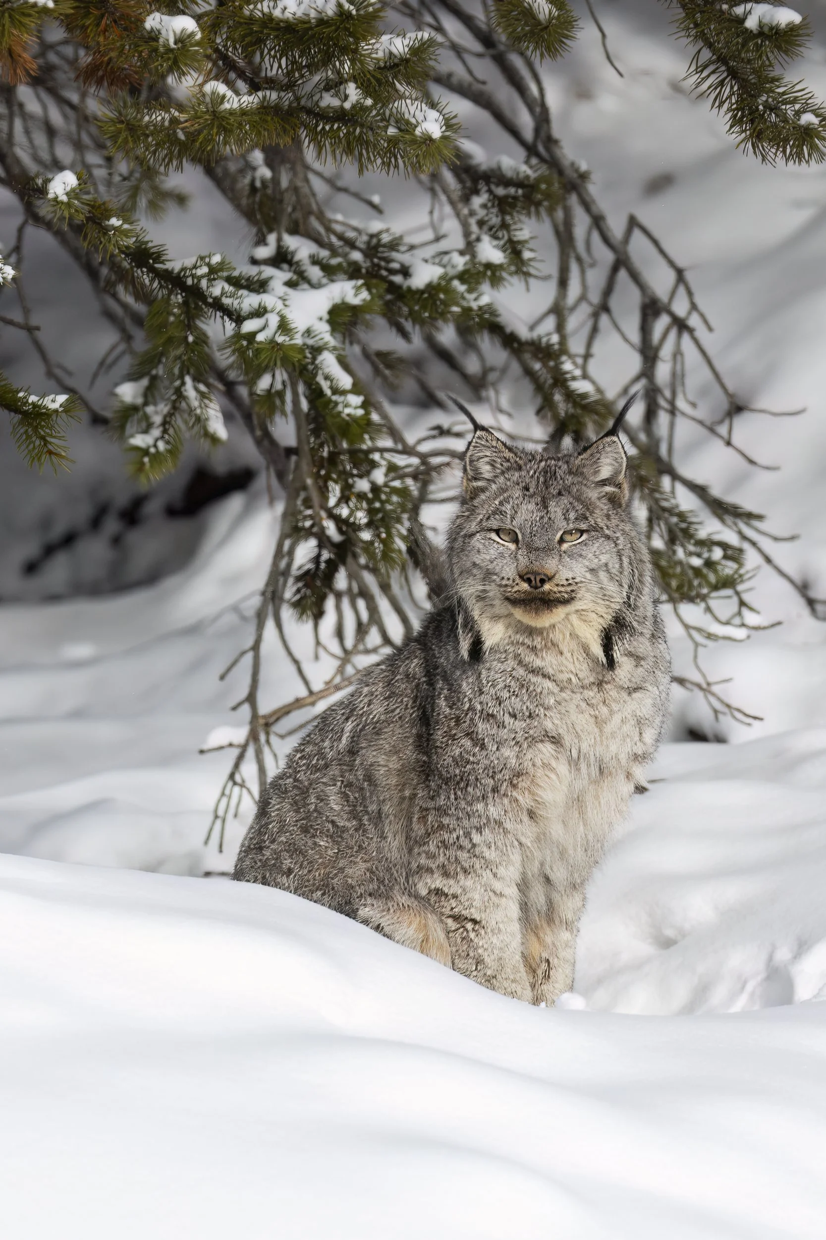 lynx.jpg