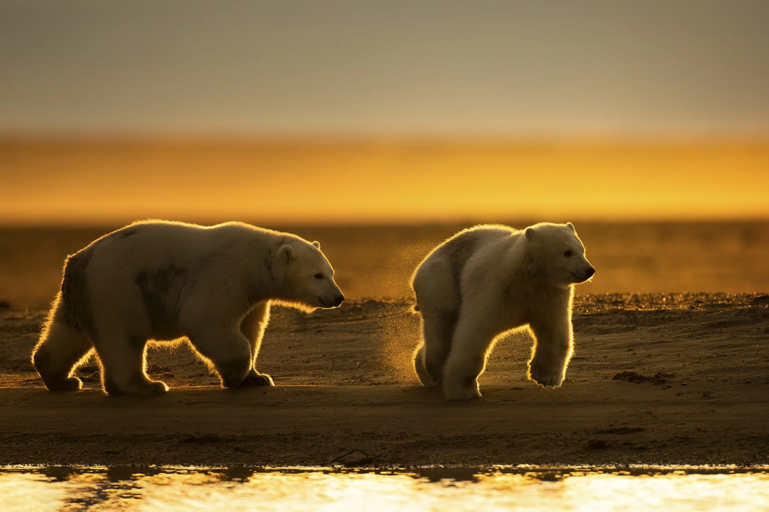 polarbearsplay.jpg