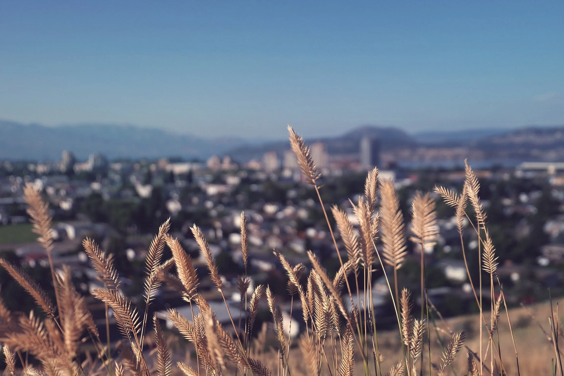 Close-up of golden wheat stalks in the foreground with a blurred cityscape and mountains in the background under clear blue sky.